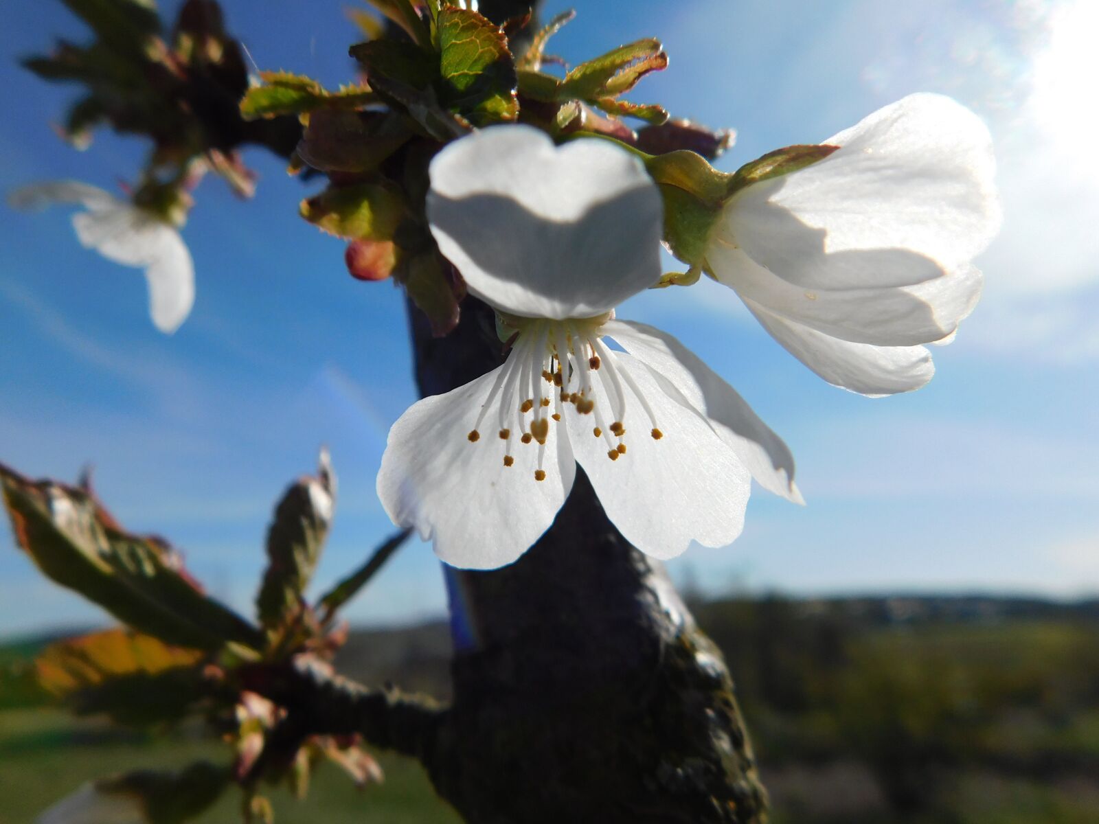 Nikon Coolpix B500 sample photo. Blossom, pear, white photography