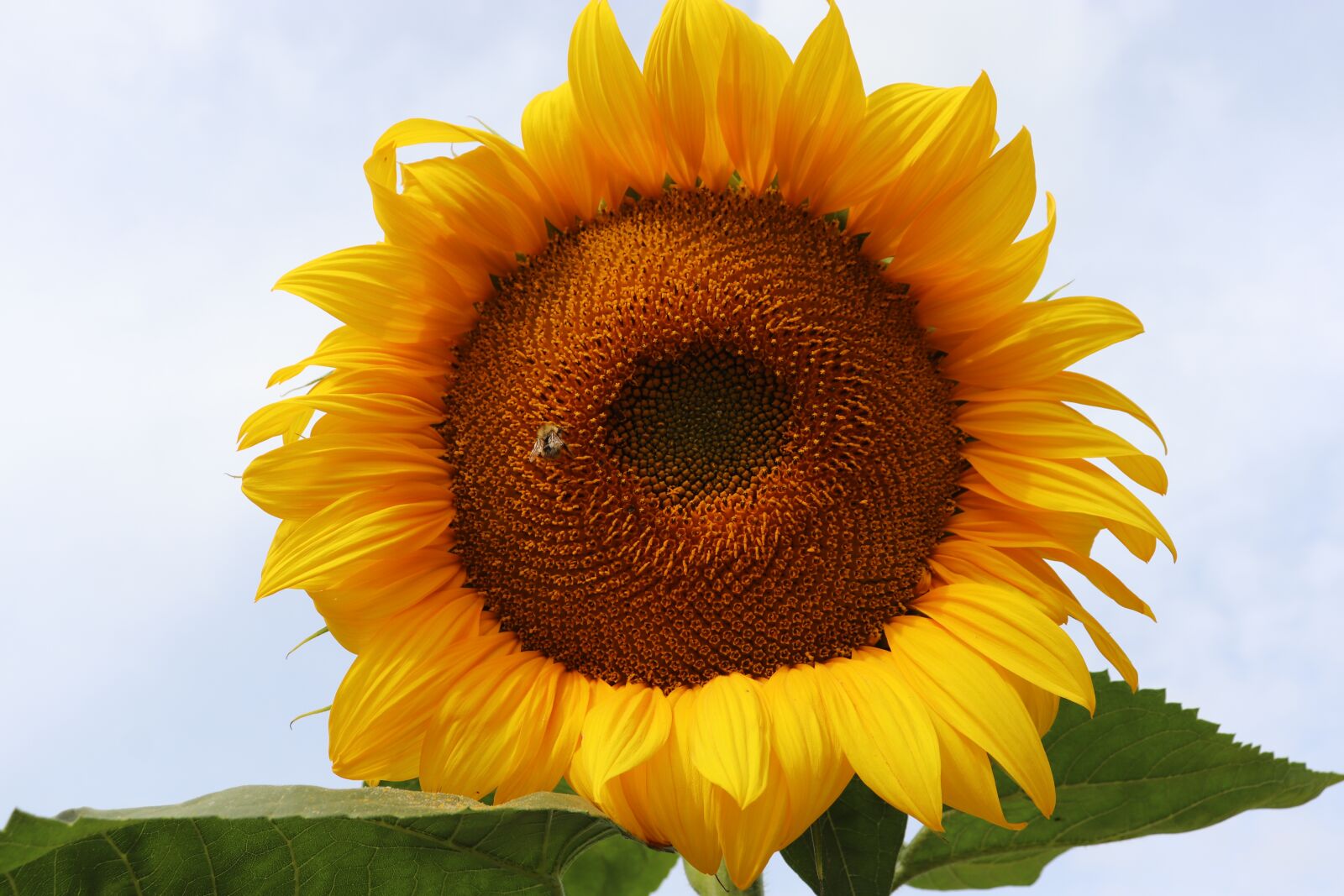 Canon EOS 800D (EOS Rebel T7i / EOS Kiss X9i) sample photo. Sunflower, sunflower seeds, sunflower photography