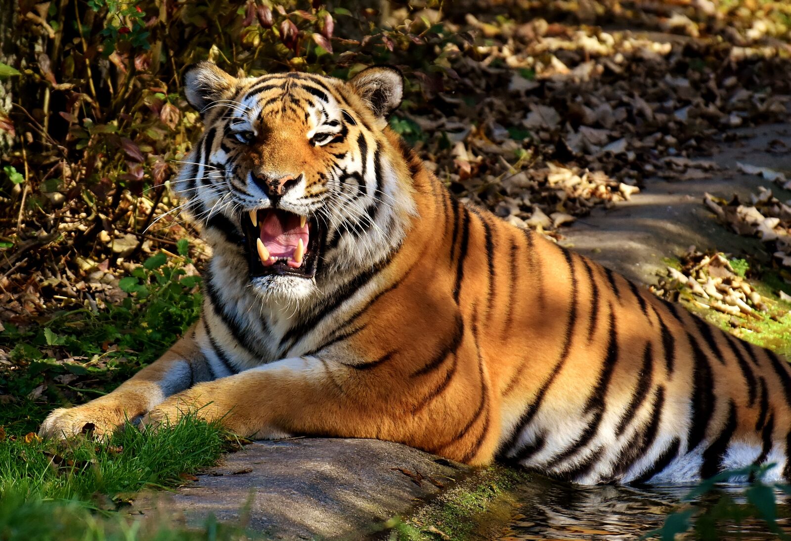 Nikon D7200 sample photo. Tiger, predator, water photography
