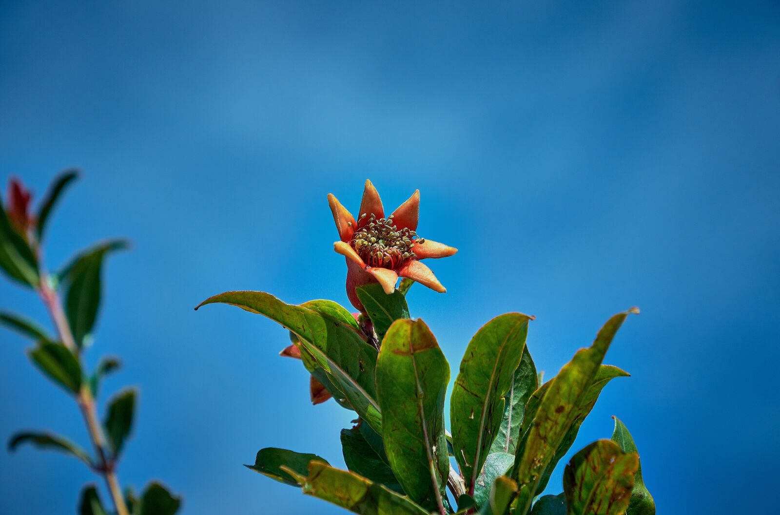 Nikon D7200 sample photo. Flower, color, plant photography