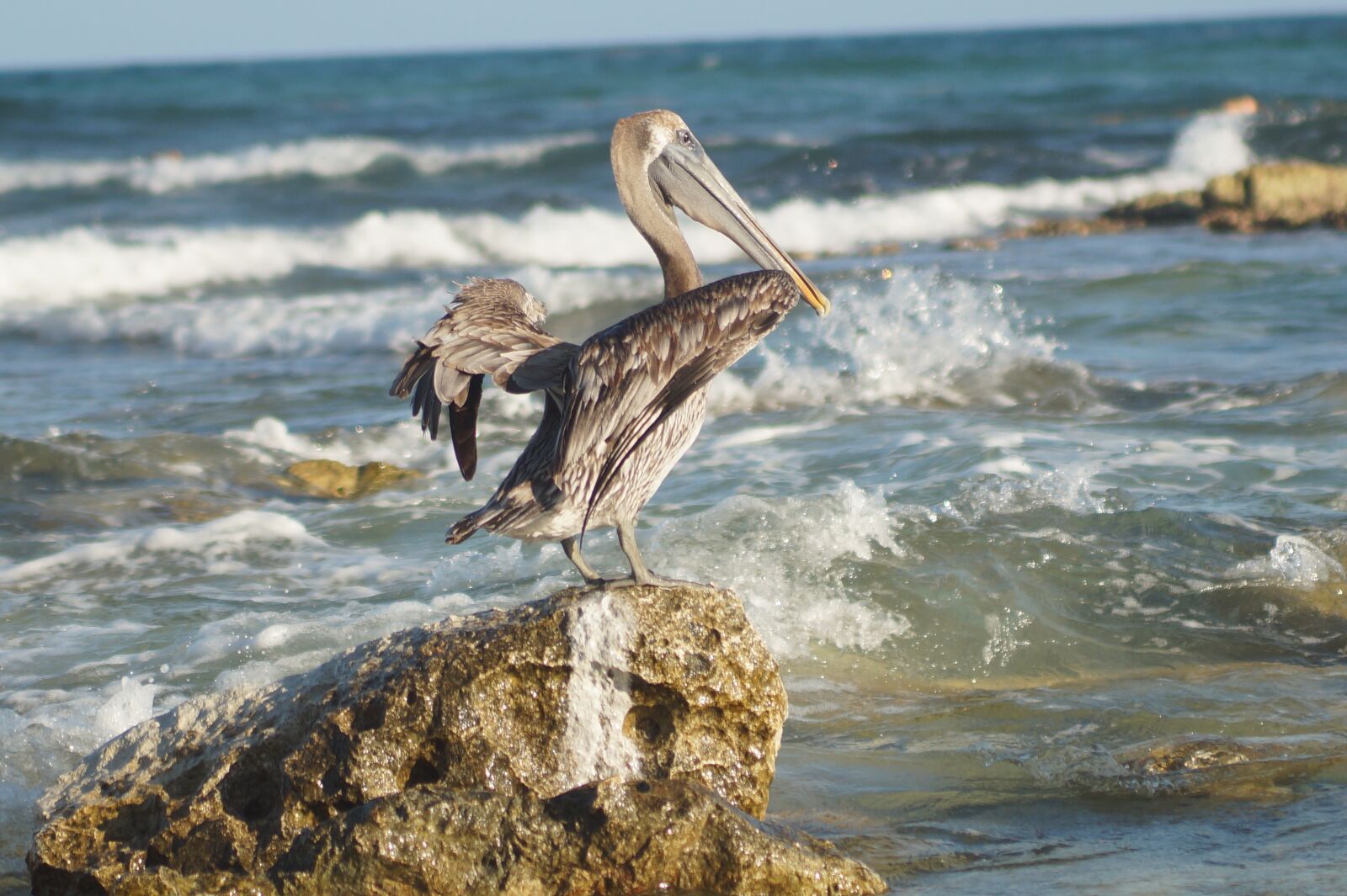 Sony SLT-A58 sample photo. Cancun, nature, paradise photography