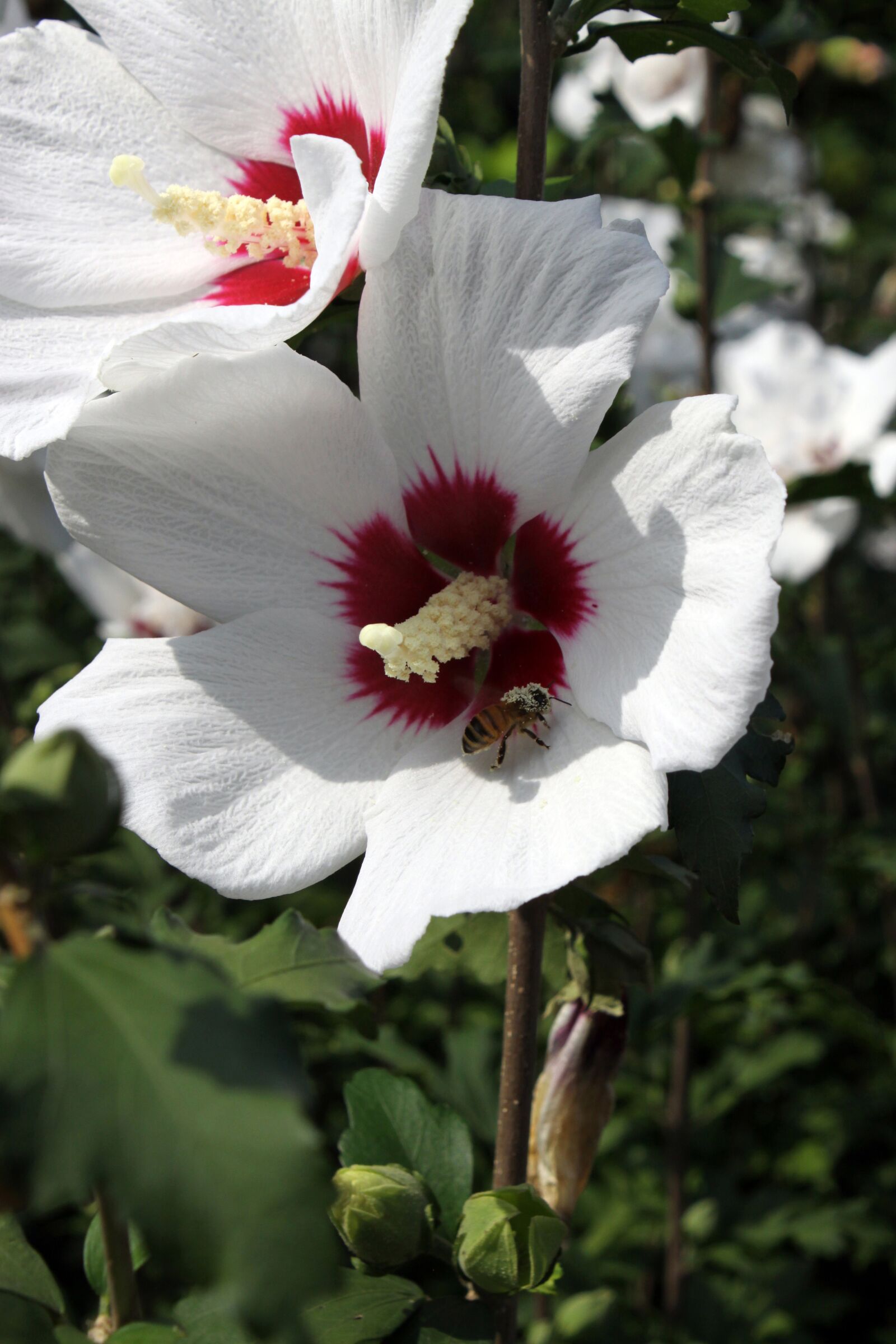 Canon EOS 50D sample photo. Rose of sharon, flowers photography