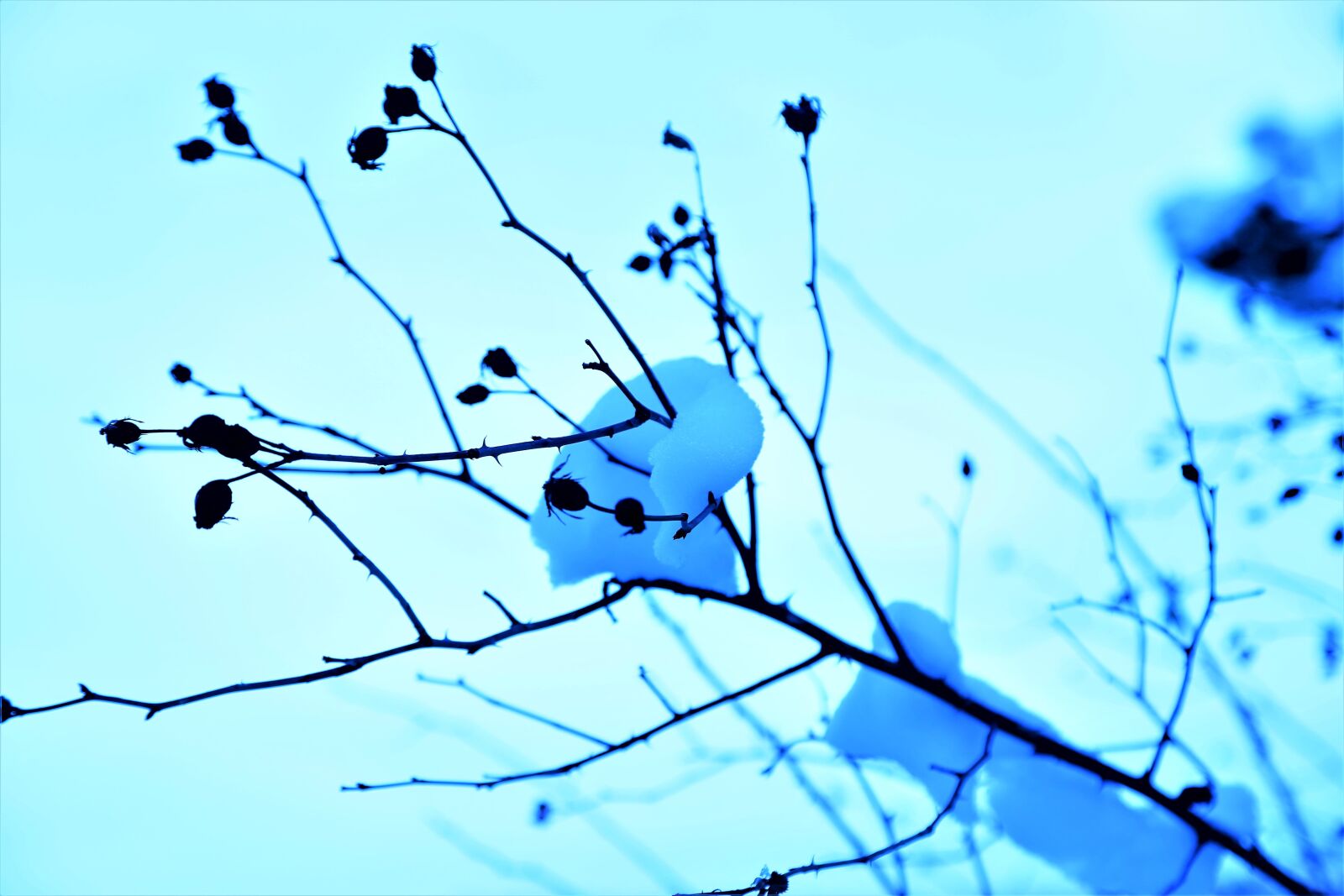 Canon EF 24-105mm F4L IS USM sample photo. Snow, winter, nature photography