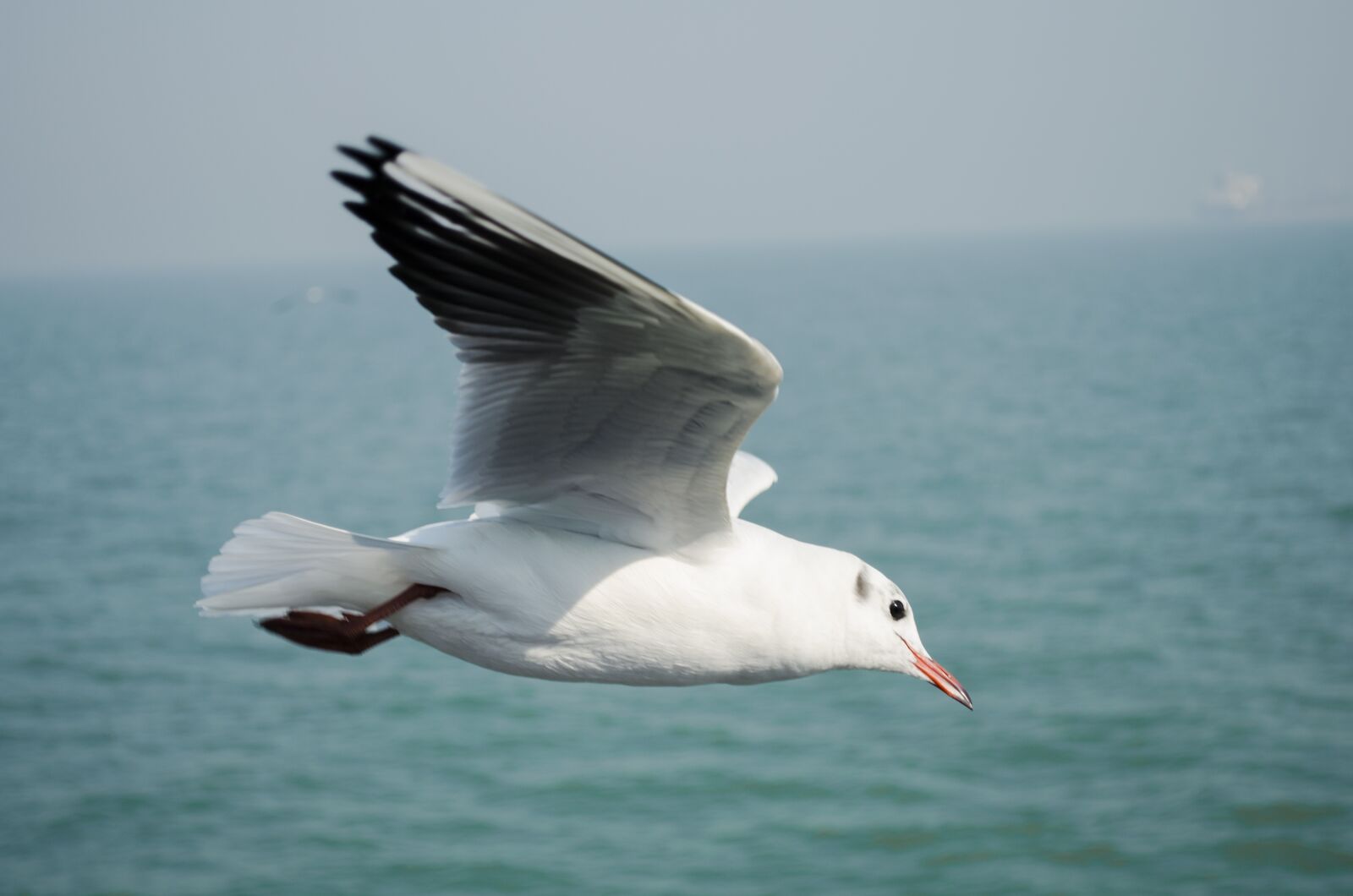 Nikon D5100 sample photo. Bird, seagull, sea photography