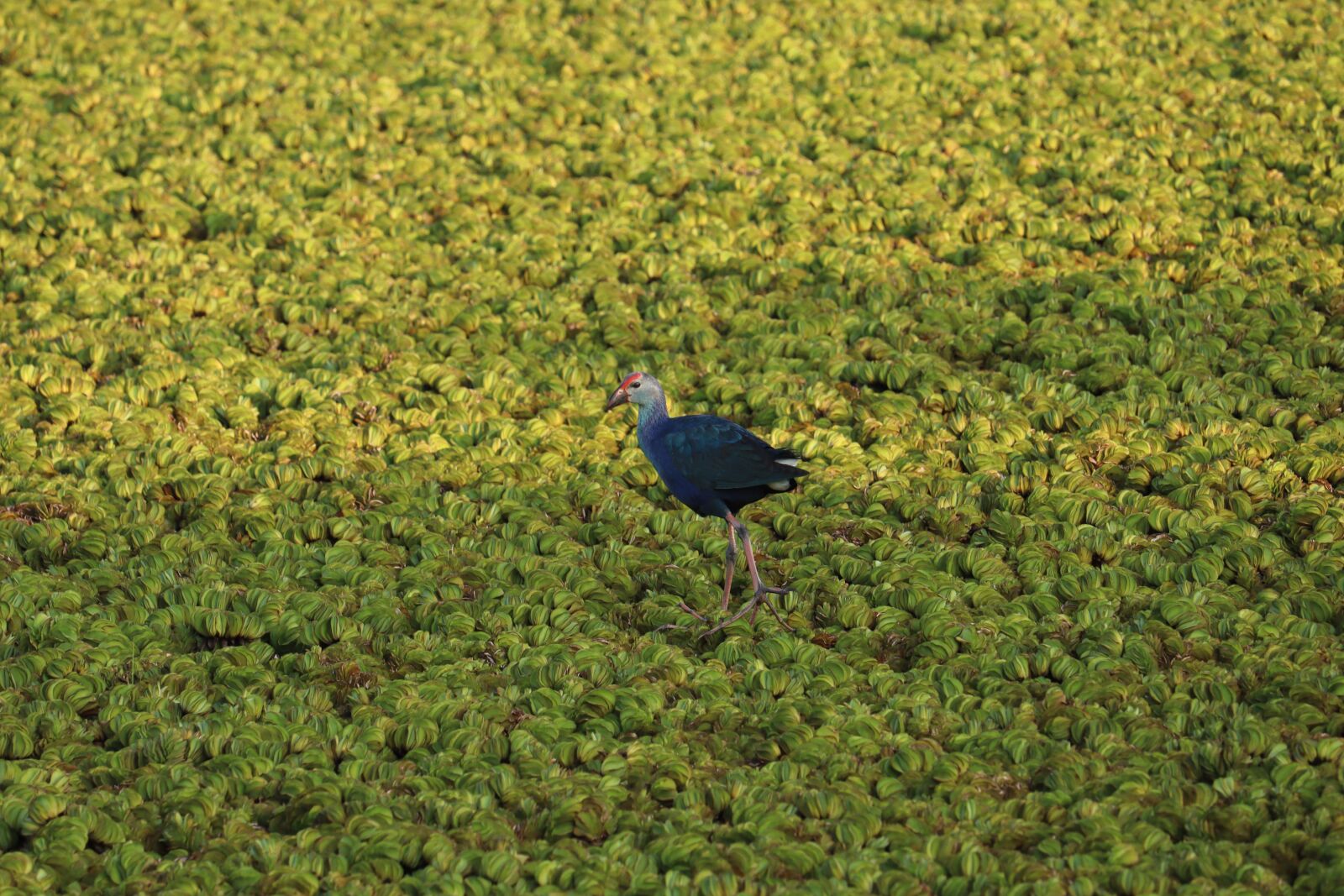 Canon EOS 250D (EOS Rebel SL3 / EOS Kiss X10 / EOS 200D II) sample photo. Bird, nature, water photography