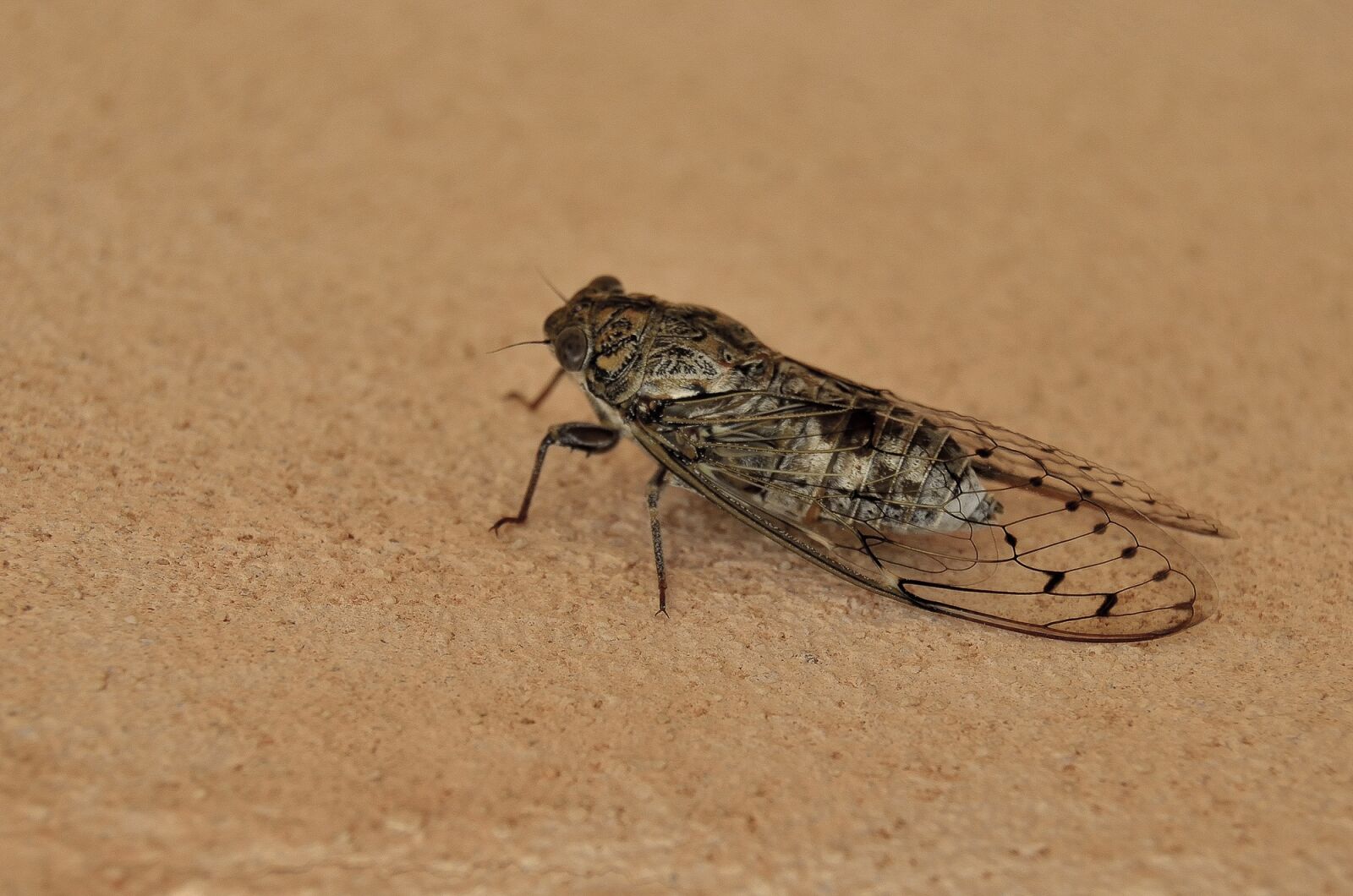 Nikon D5100 sample photo. Animal, nature, insect photography