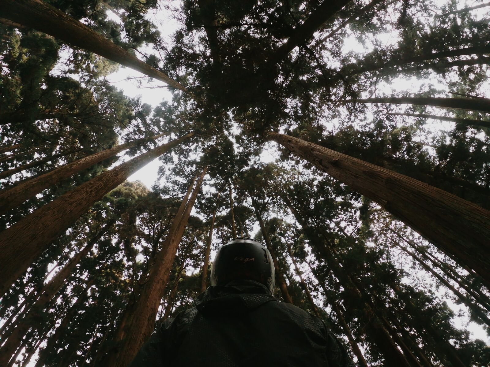 GoPro Hero7 Silver sample photo. Forest, trek, trekking photography