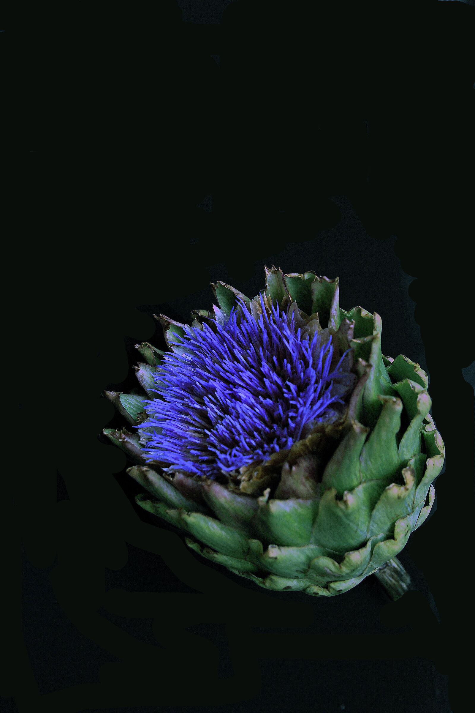Canon EOS 60D sample photo. Artichoke, blossom, bloom photography