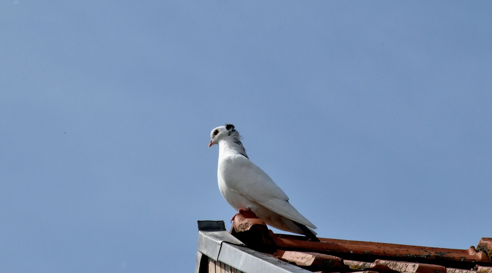 Nikon D5500 sample photo. Bird, pigeon, white, wildlife photography