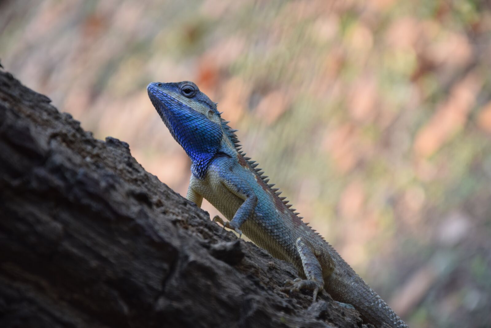 Nikon D5300 sample photo. Lizard, nature, animal photography