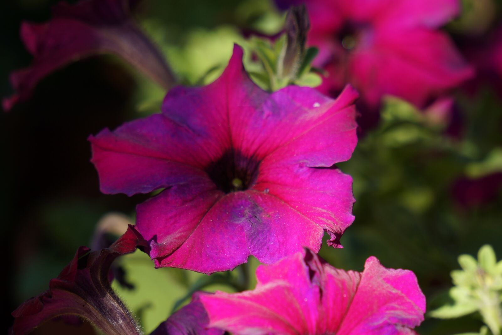 Sony Alpha NEX-7 sample photo. Peonies, flower, summer photography