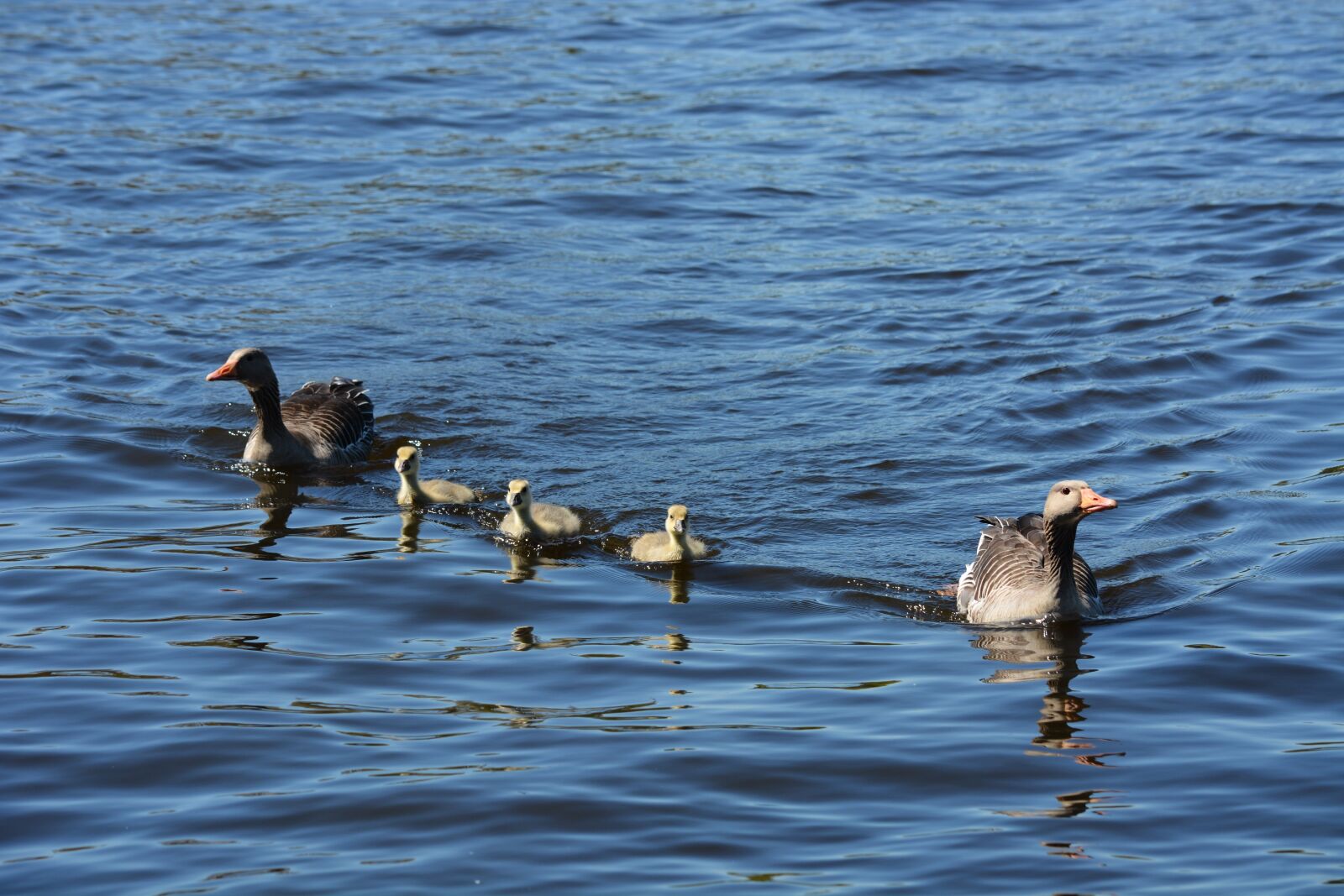 Nikon D7100 sample photo. Grey geese, family, waterfowl photography