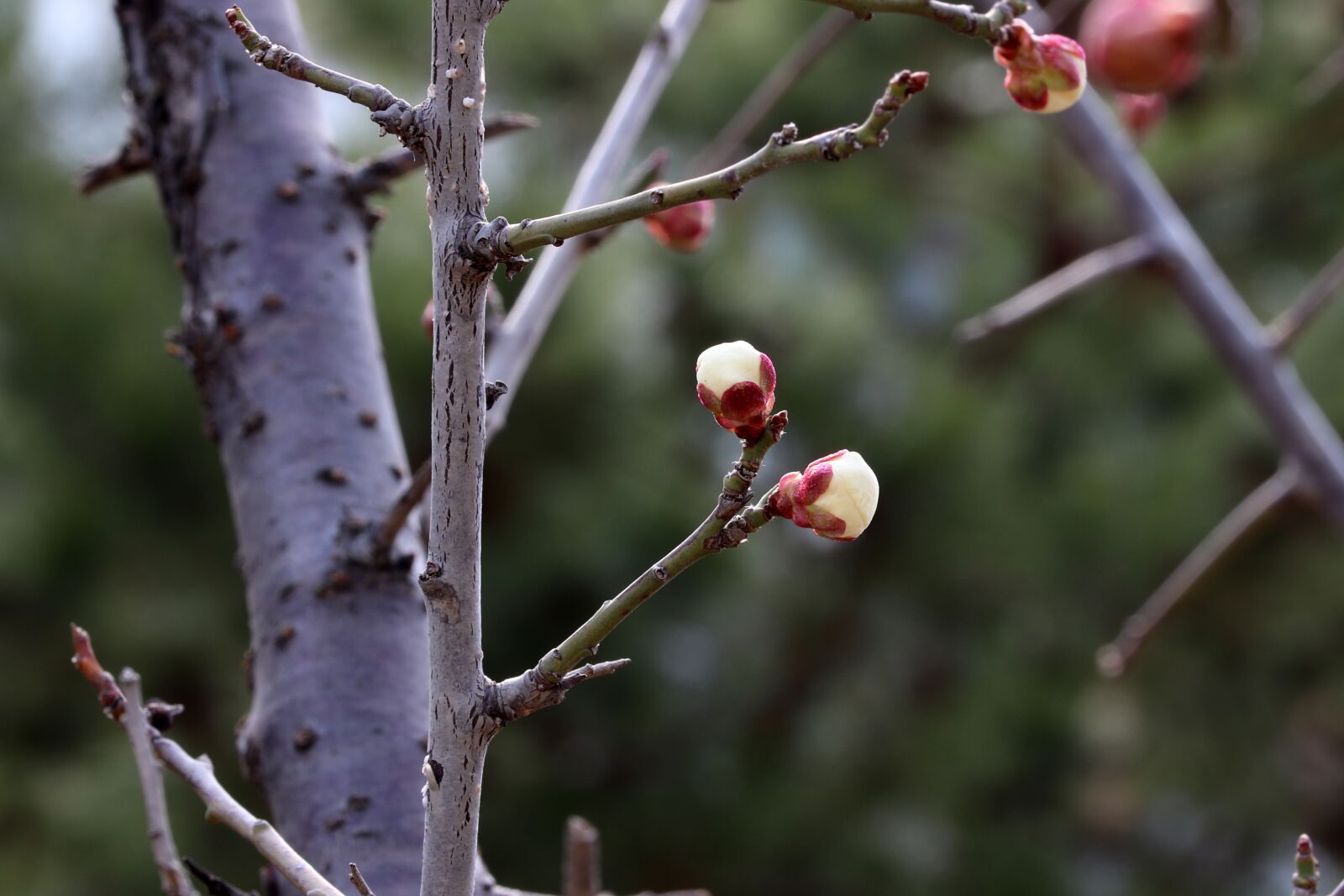 Canon EOS 800D (EOS Rebel T7i / EOS Kiss X9i) sample photo. Spring, spring flowers, nature photography