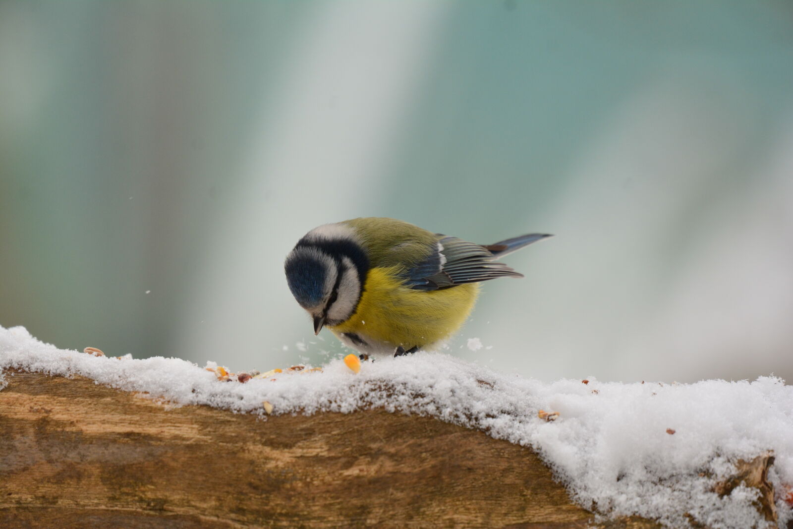 Nikon D7100 sample photo