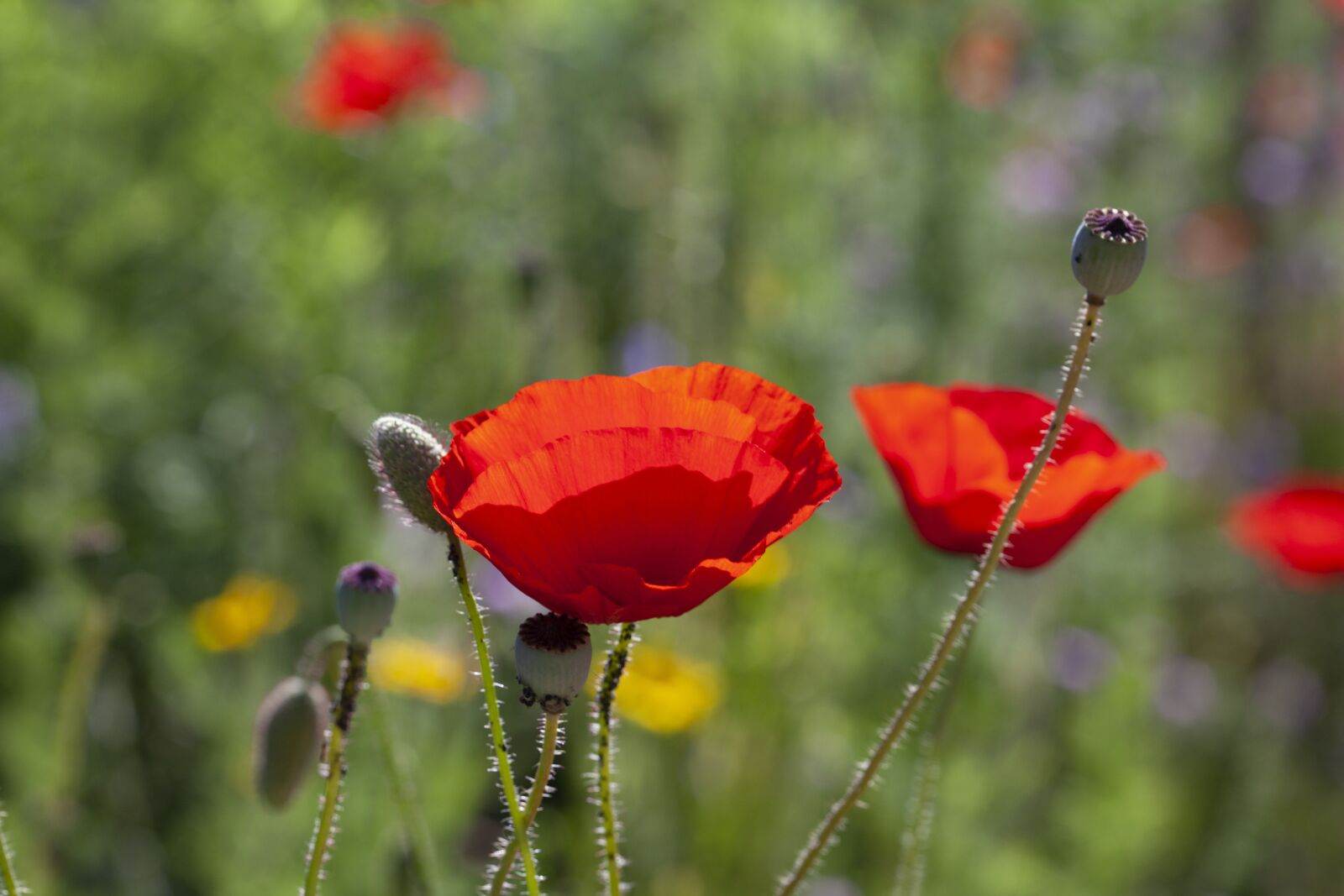 Canon EOS 5D Mark II sample photo. Red, poppy, meadow photography