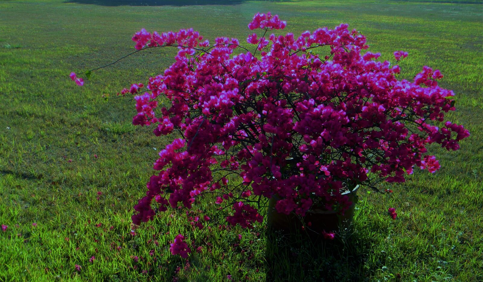 Nikon Coolpix L110 sample photo. Purple, flowers, on, field photography