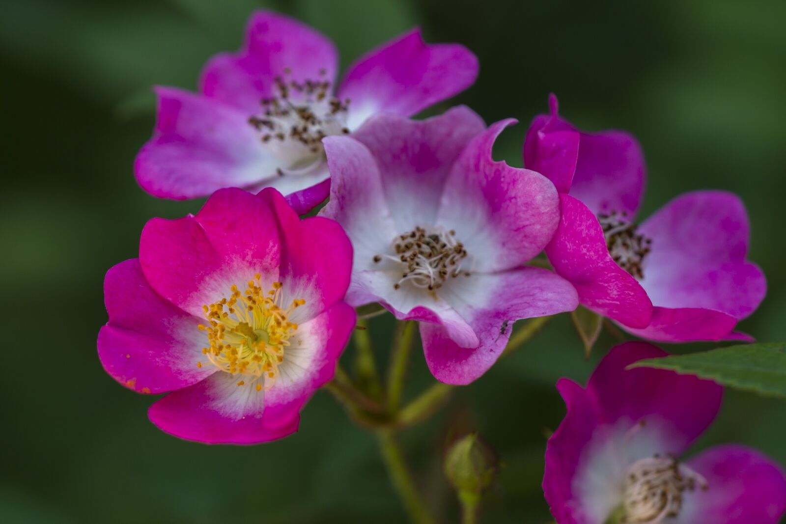 Canon EOS 7D sample photo. Rose, wild rose, flower photography
