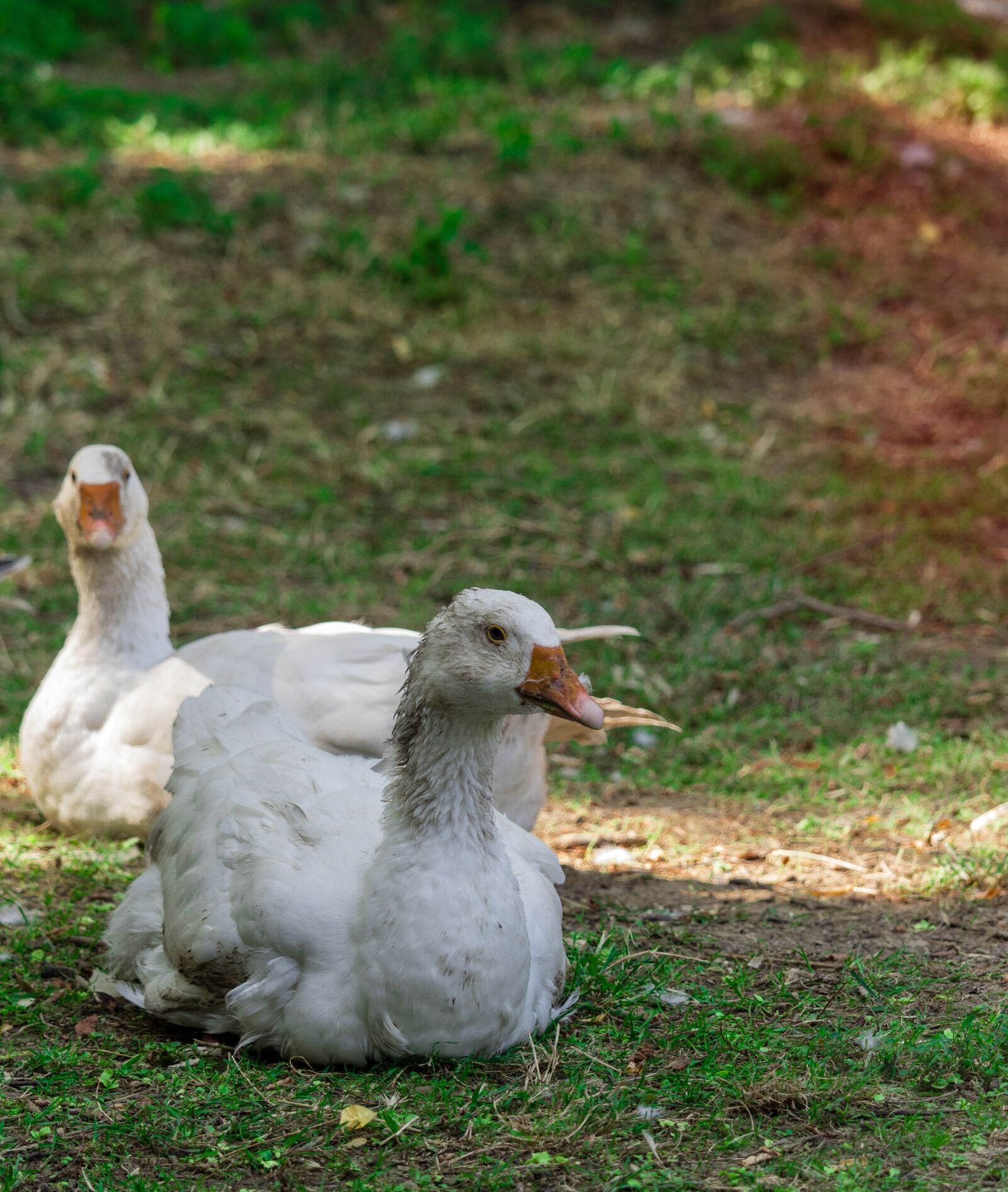 Canon EF-S 55-250mm F4-5.6 IS STM sample photo. Duck, oca, chicks photography