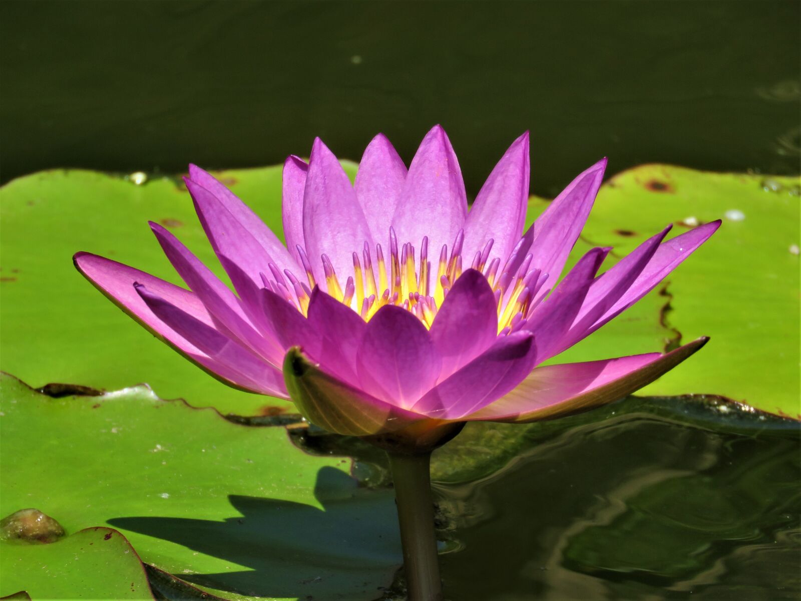 Canon PowerShot SX60 HS sample photo. Lotus, flower, pond photography
