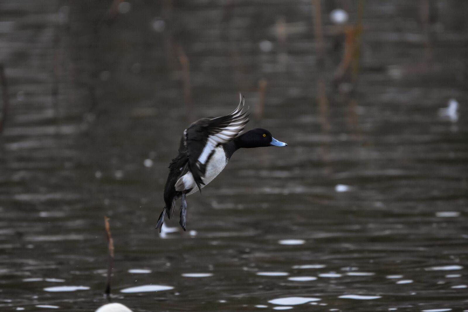 Nikon D7200 sample photo. Animal, pond, water photography
