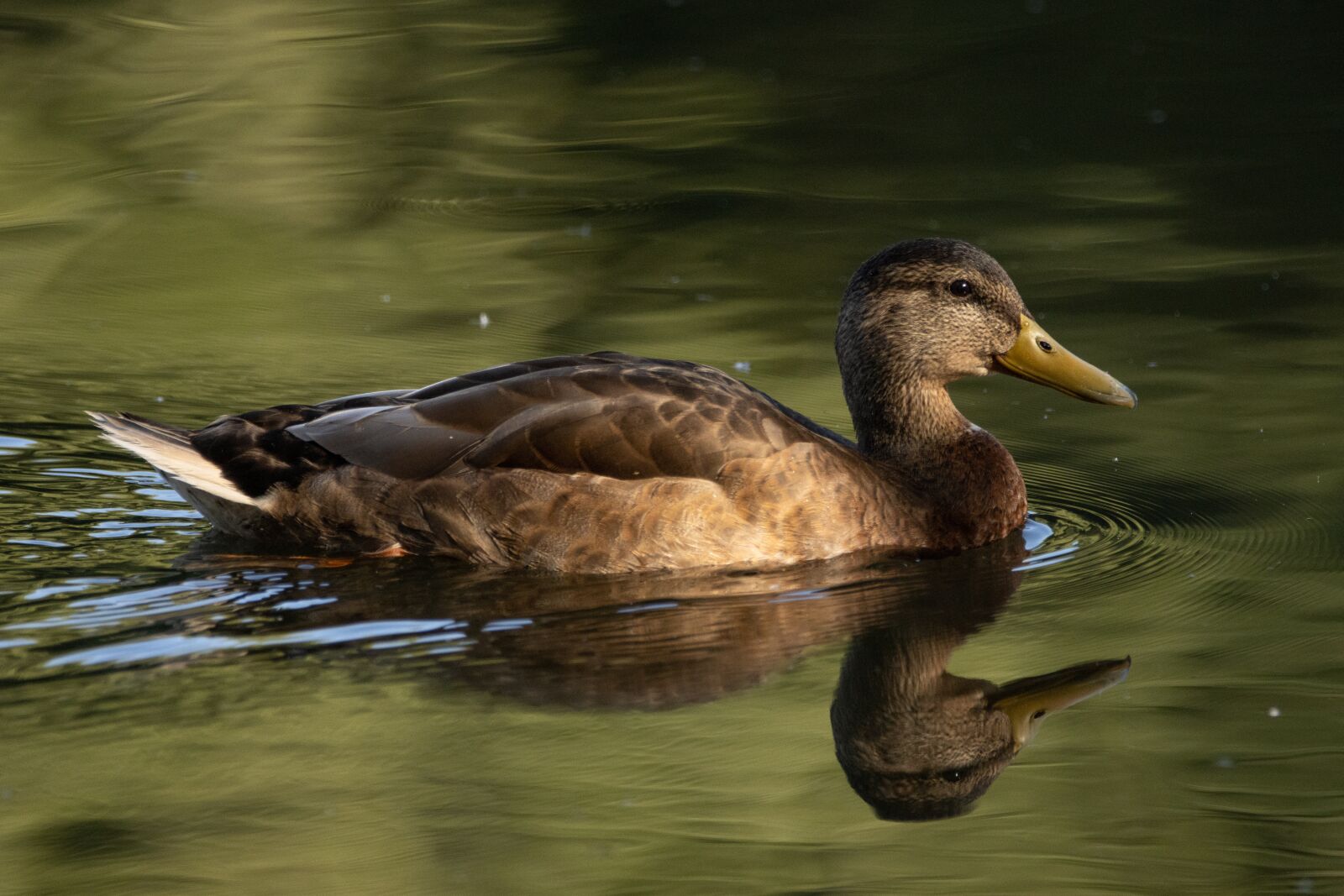 Canon EOS 90D sample photo. Duck, reflections, water photography
