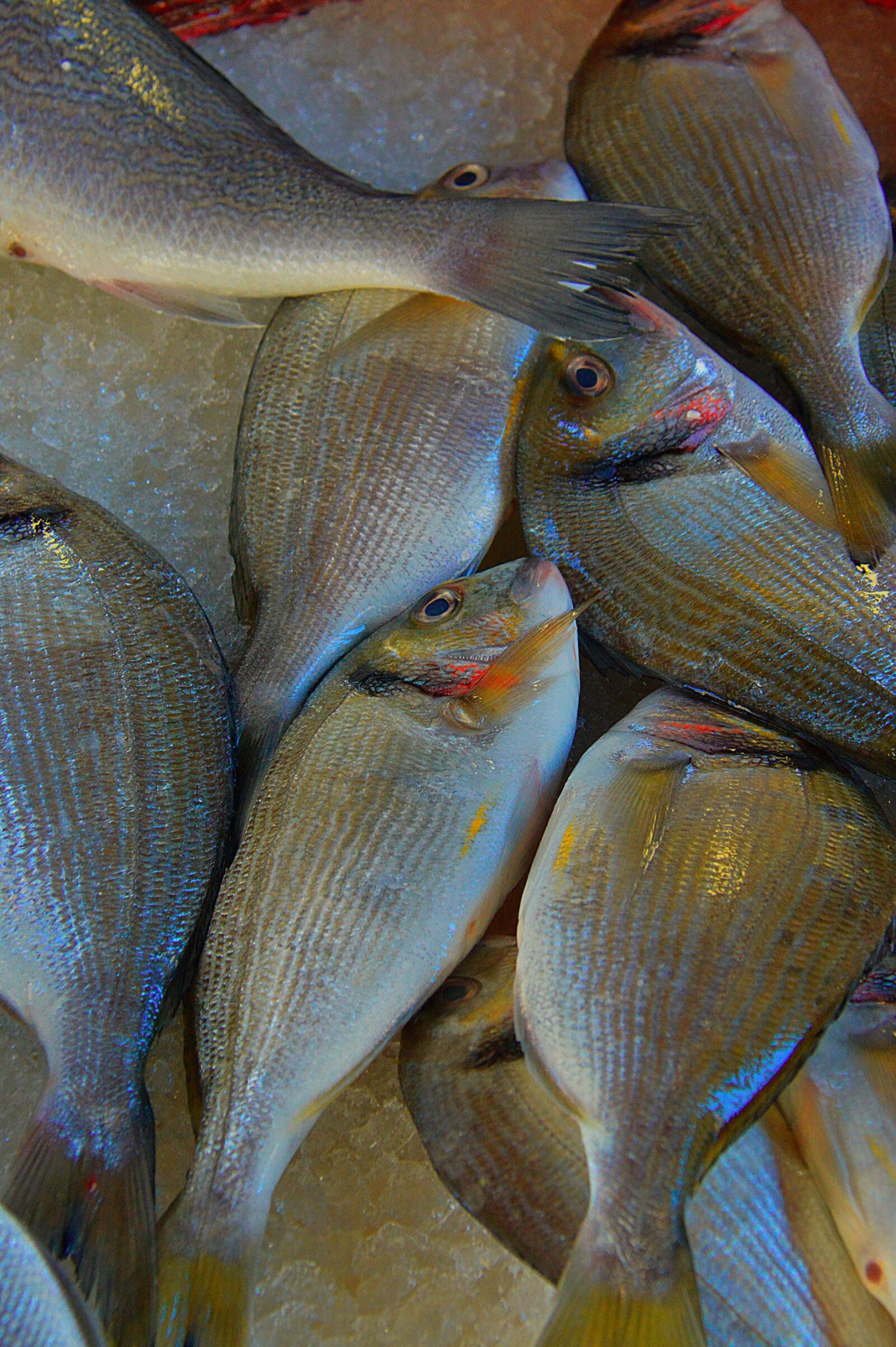 Nikon D3200 sample photo. Fish, sea fish, fish photography
