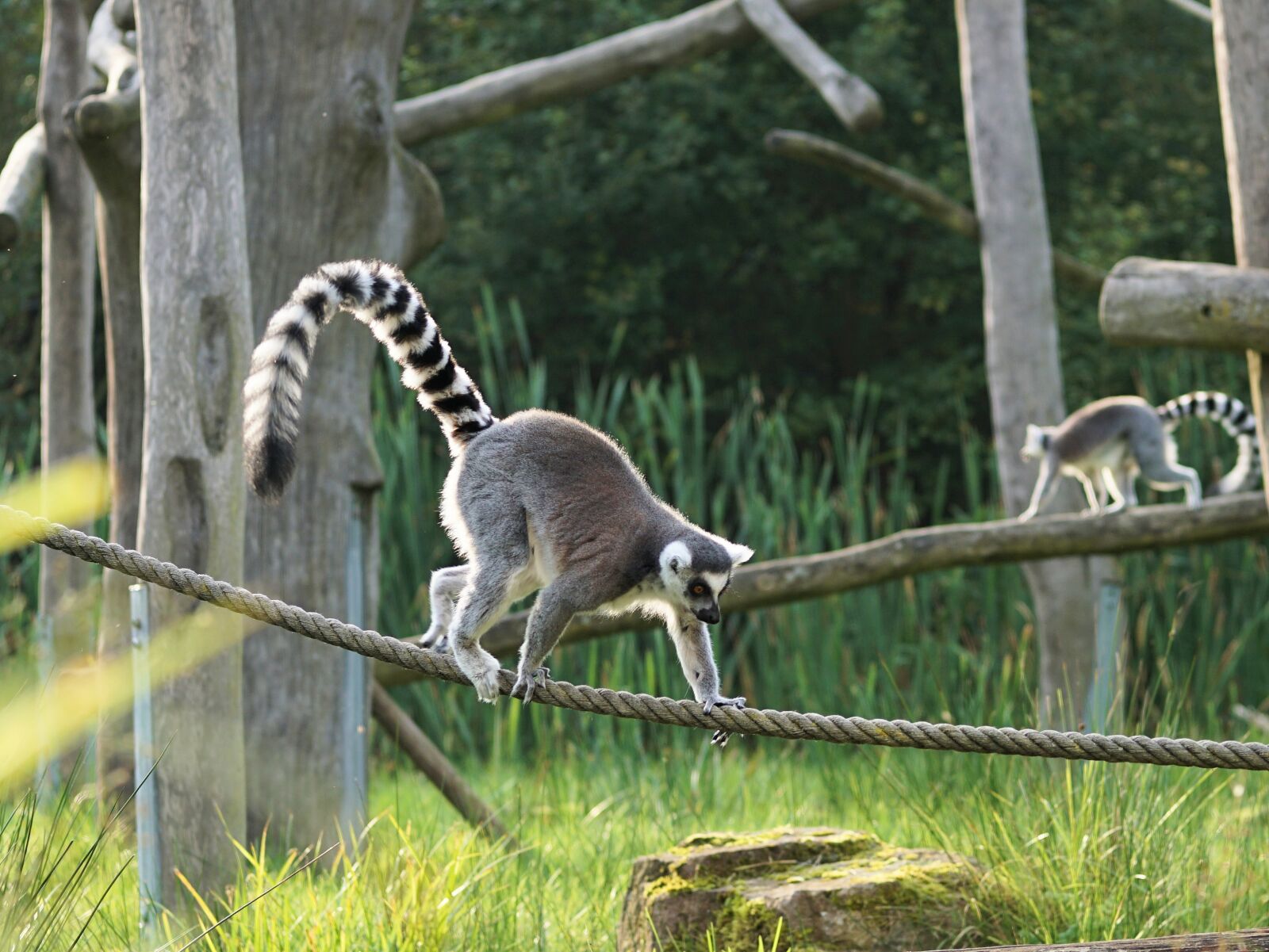 Sony a6000 + E 60mm F2.8 sample photo. Ring tailed lemur, lemur photography