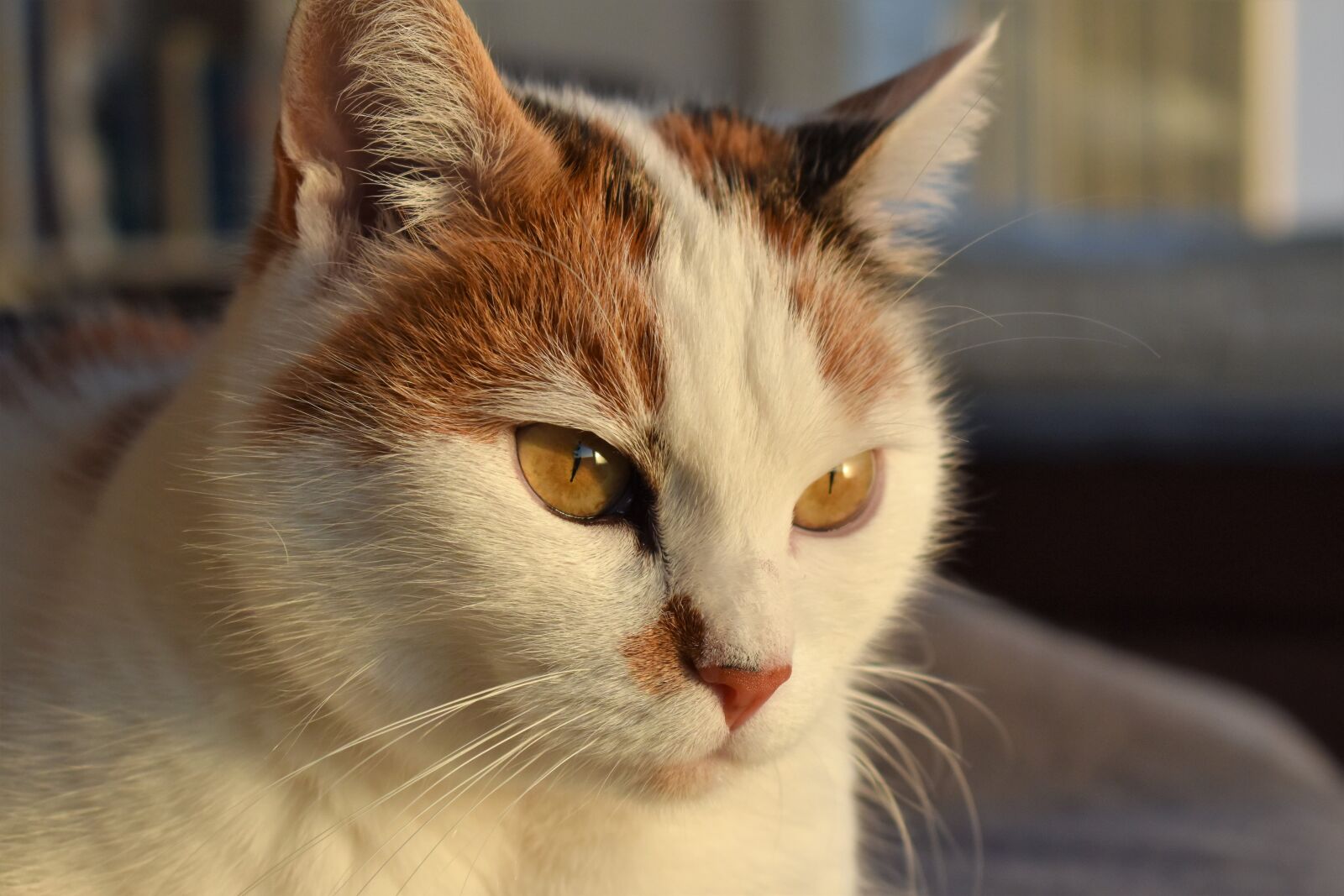 Nikon D5500 sample photo. Cat, white, animal photography
