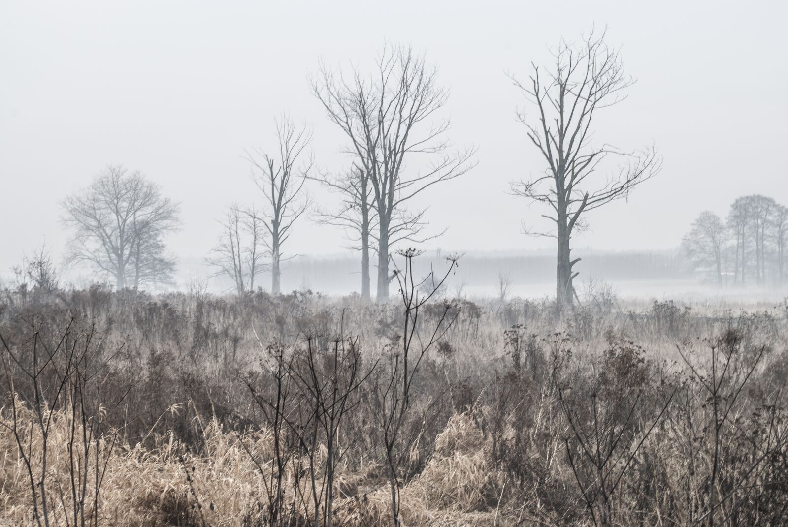 Nikon D3000 sample photo. Summer, the fog, rosa photography