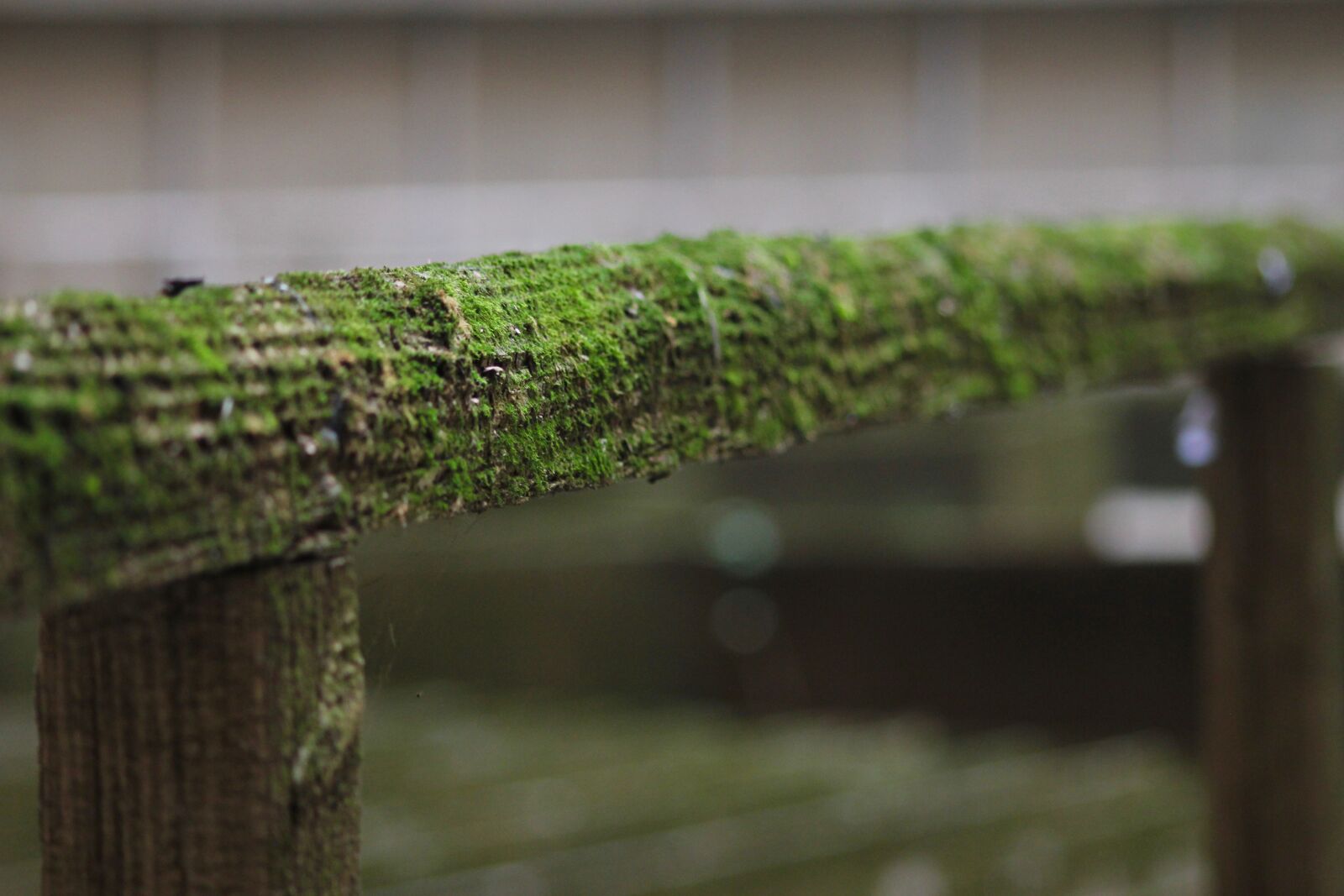 Canon EOS 550D (EOS Rebel T2i / EOS Kiss X4) sample photo. Green, mousse, mold photography