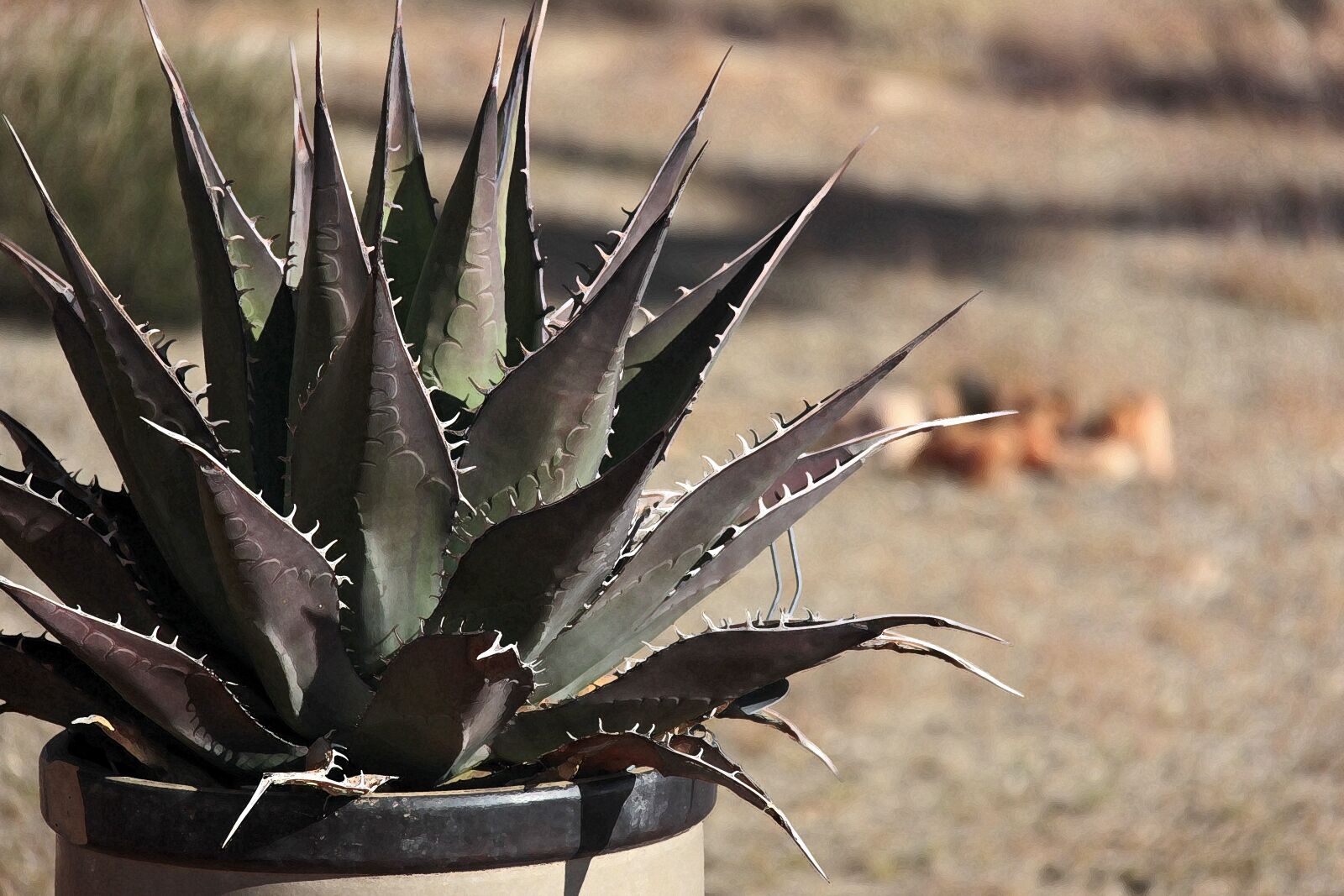 Canon EF-S 18-200mm F3.5-5.6 IS sample photo. Cactus, mojave desert, landscape photography