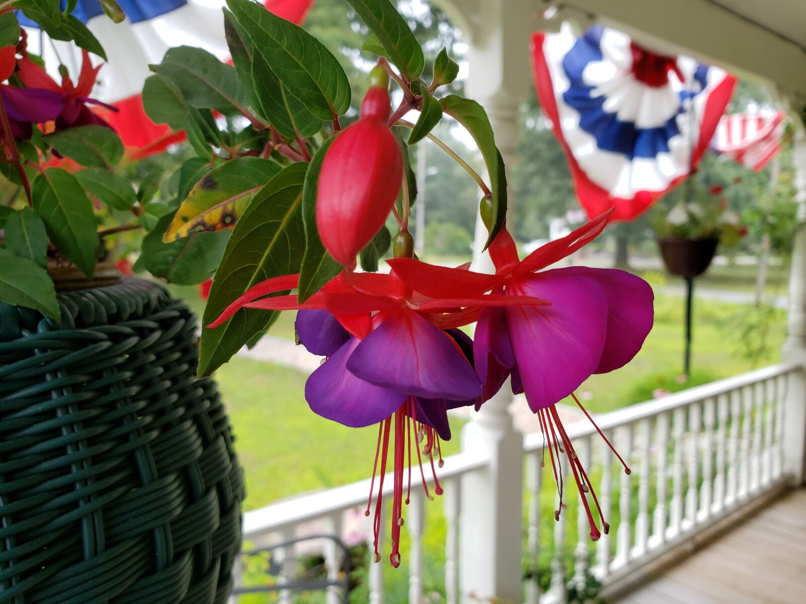 Samsung Galaxy S9 sample photo. Patriotic, ornamental plant, hanging photography
