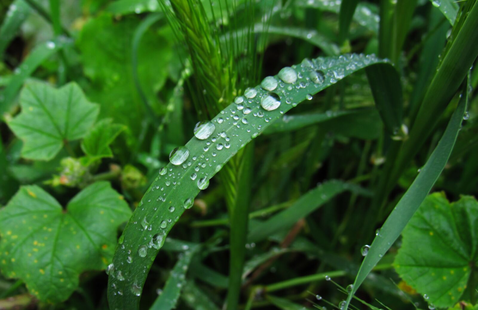 Canon PowerShot SX530 HS sample photo. Drops, doplet, raindrop photography