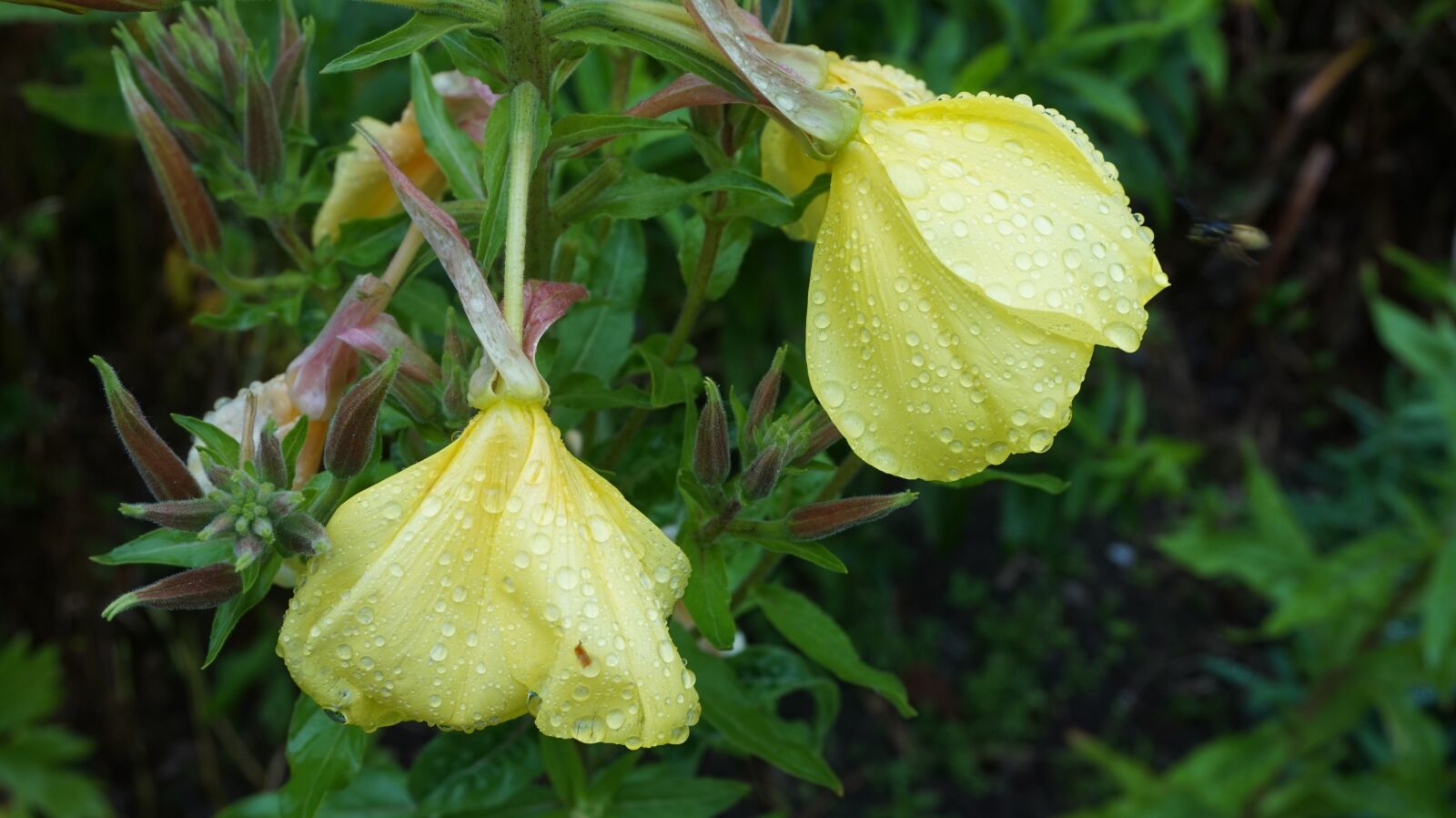 Sony Alpha a5000 (ILCE 5000) sample photo. Flower, garden, ireland, raindrops photography