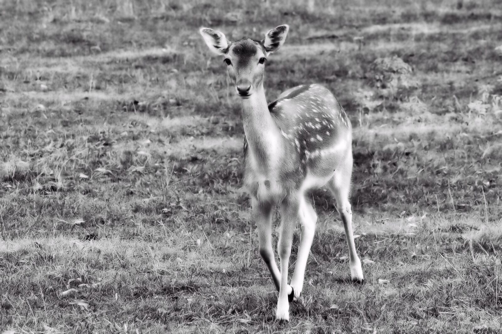 Nikon D5100 sample photo. Roe deer, fawn, young photography