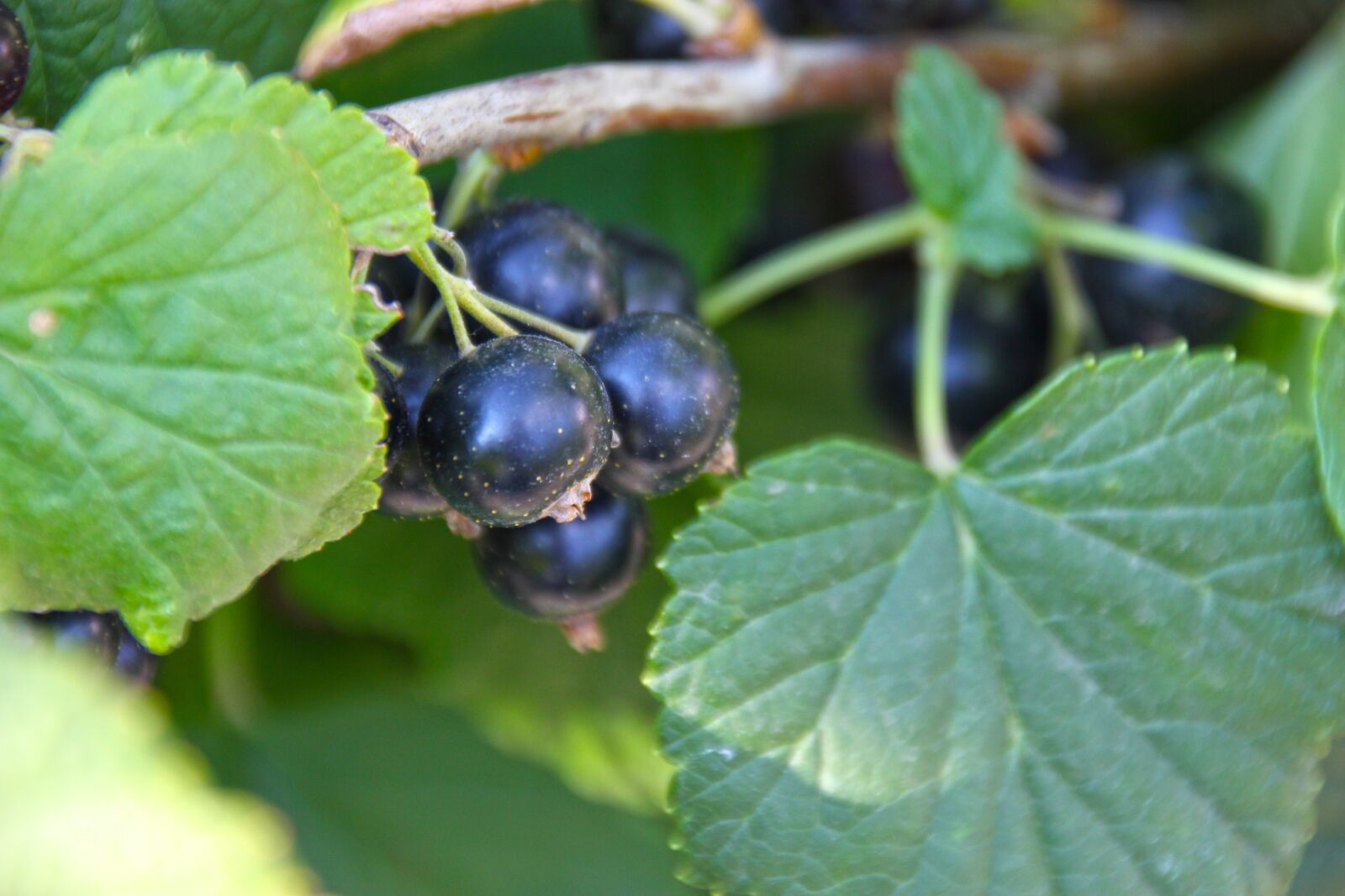 Canon EOS 550D (EOS Rebel T2i / EOS Kiss X4) sample photo. Garden, currant, fruit photography