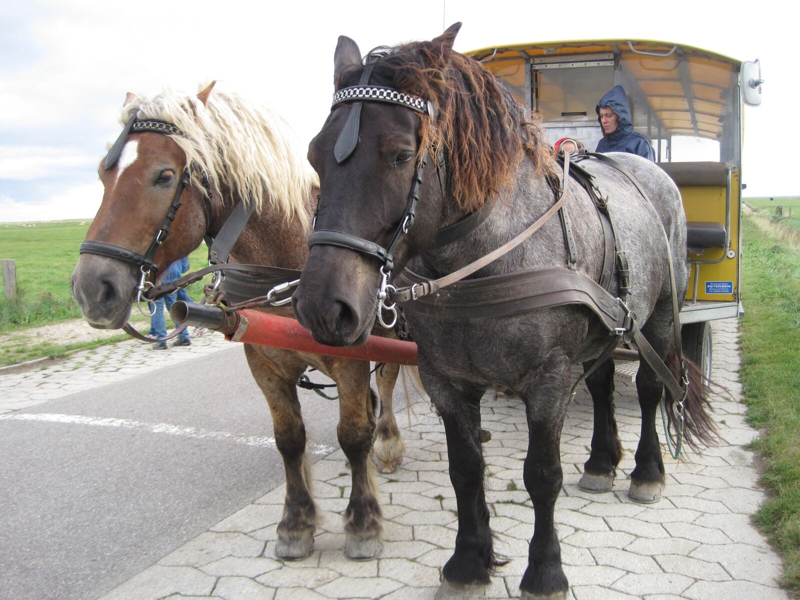 Canon PowerShot SD1200 IS (Digital IXUS 95 IS / IXY Digital 110 IS) sample photo. Horse drawn carriage, horses photography