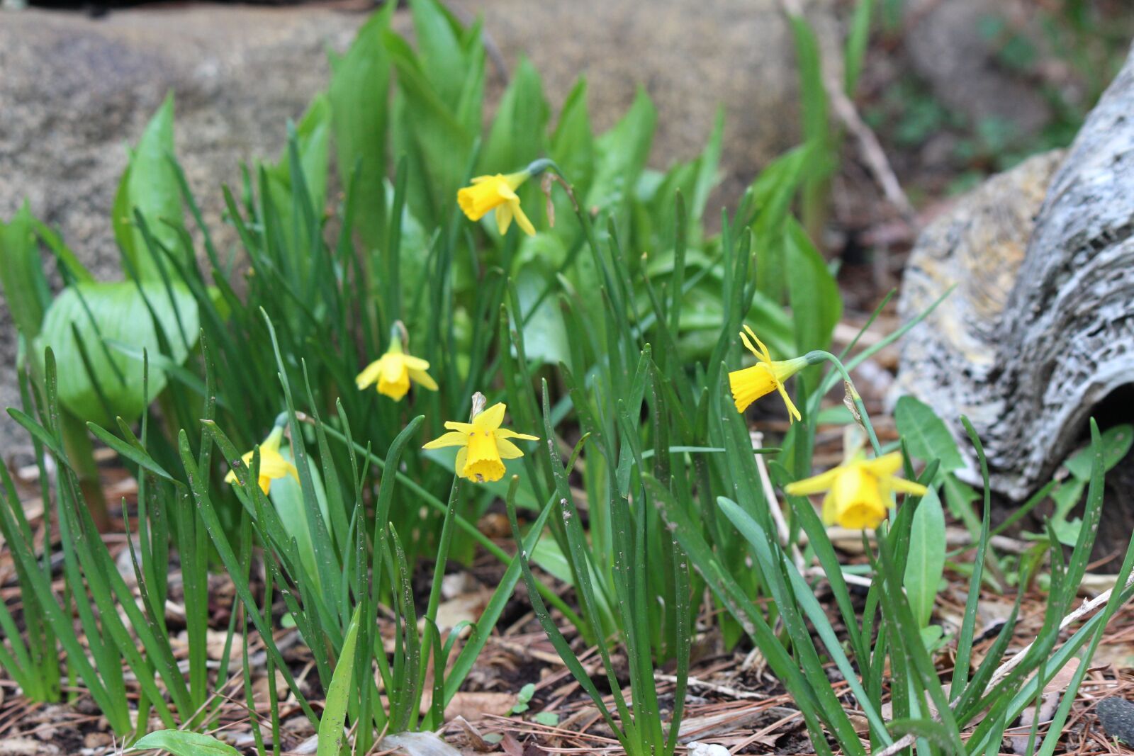 Canon EOS 100D (EOS Rebel SL1 / EOS Kiss X7) + Canon EF-S 55-250mm F4-5.6 IS II sample photo. Daffodil, flower, spring photography