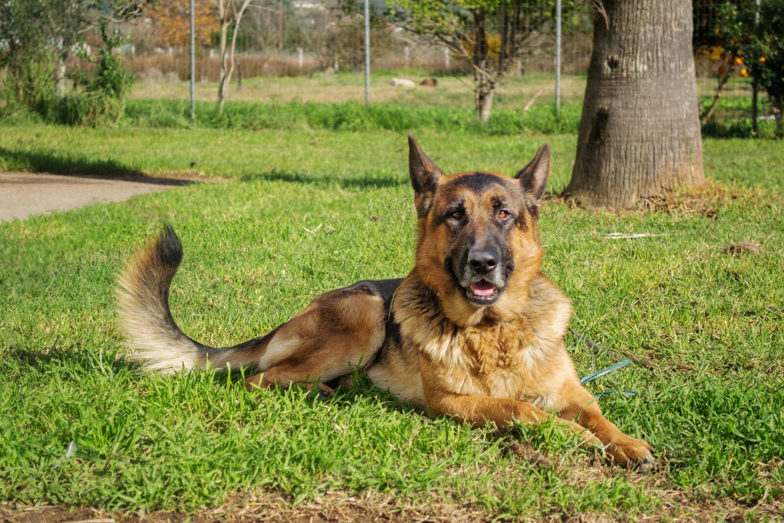 Nikon D3100 sample photo. German shepherd, dog, pet photography