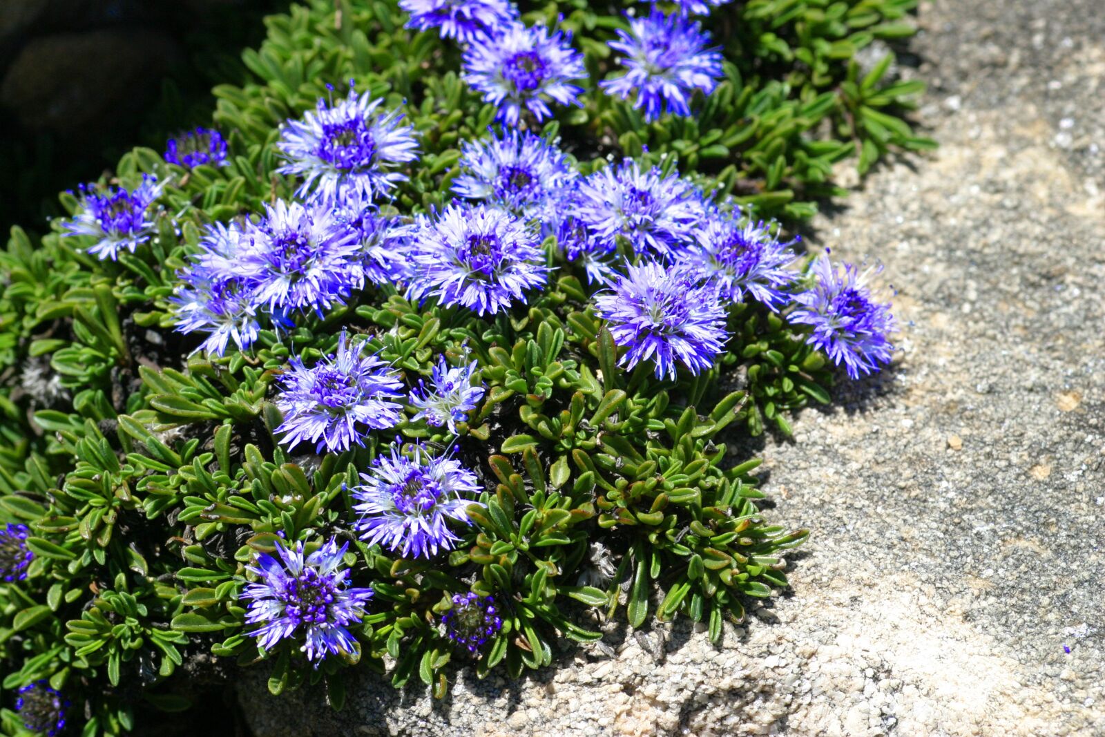 Canon EOS 10D sample photo. Globularia nana, flowers, nature photography