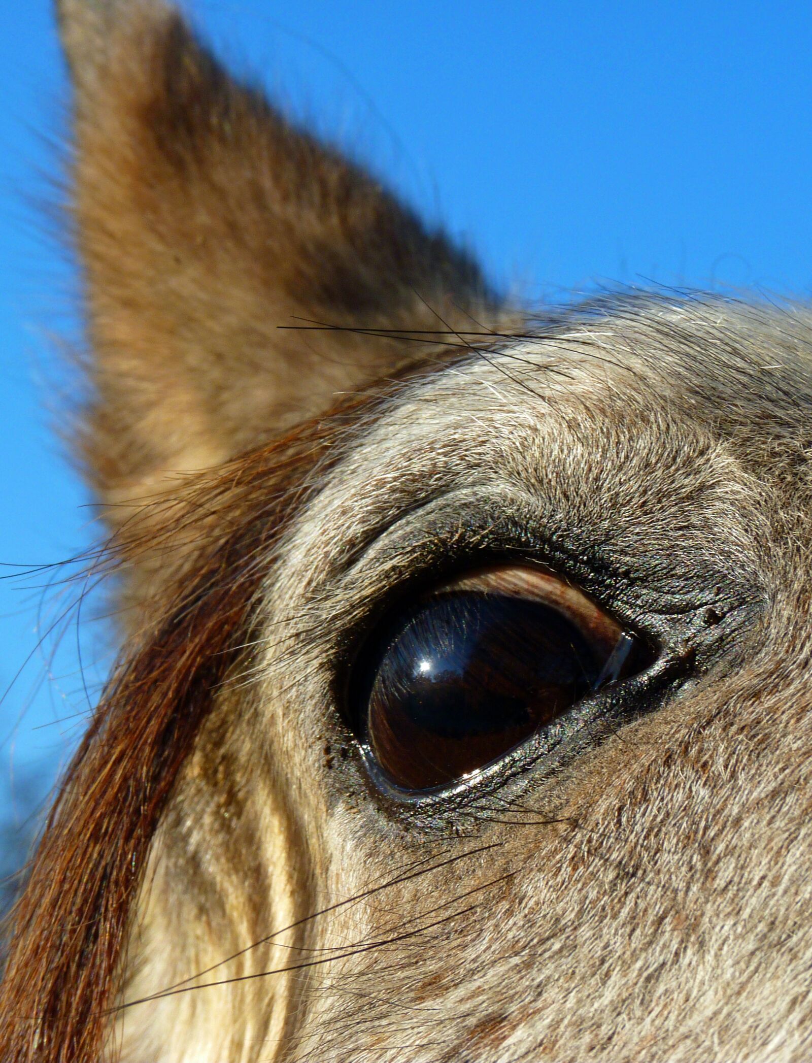 Panasonic Lumix DMC-FZ35 (Lumix DMC-FZ38) sample photo. Horse, pure arab blood photography