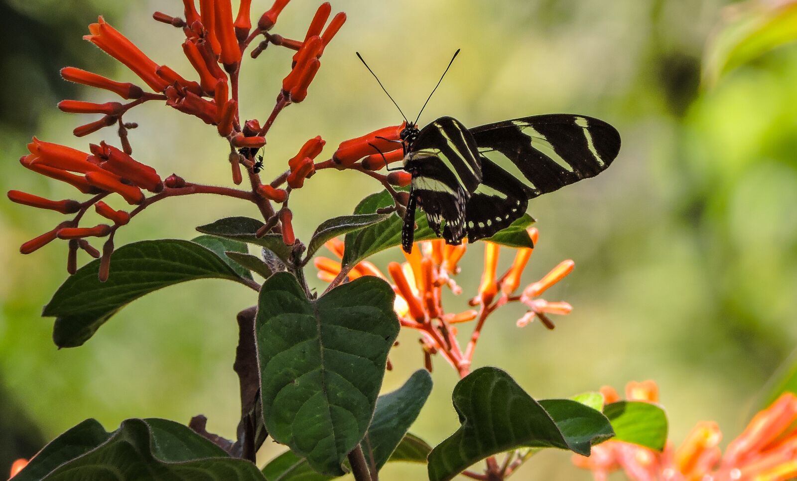 Nikon Coolpix P530 sample photo. Insects, flower, animals photography