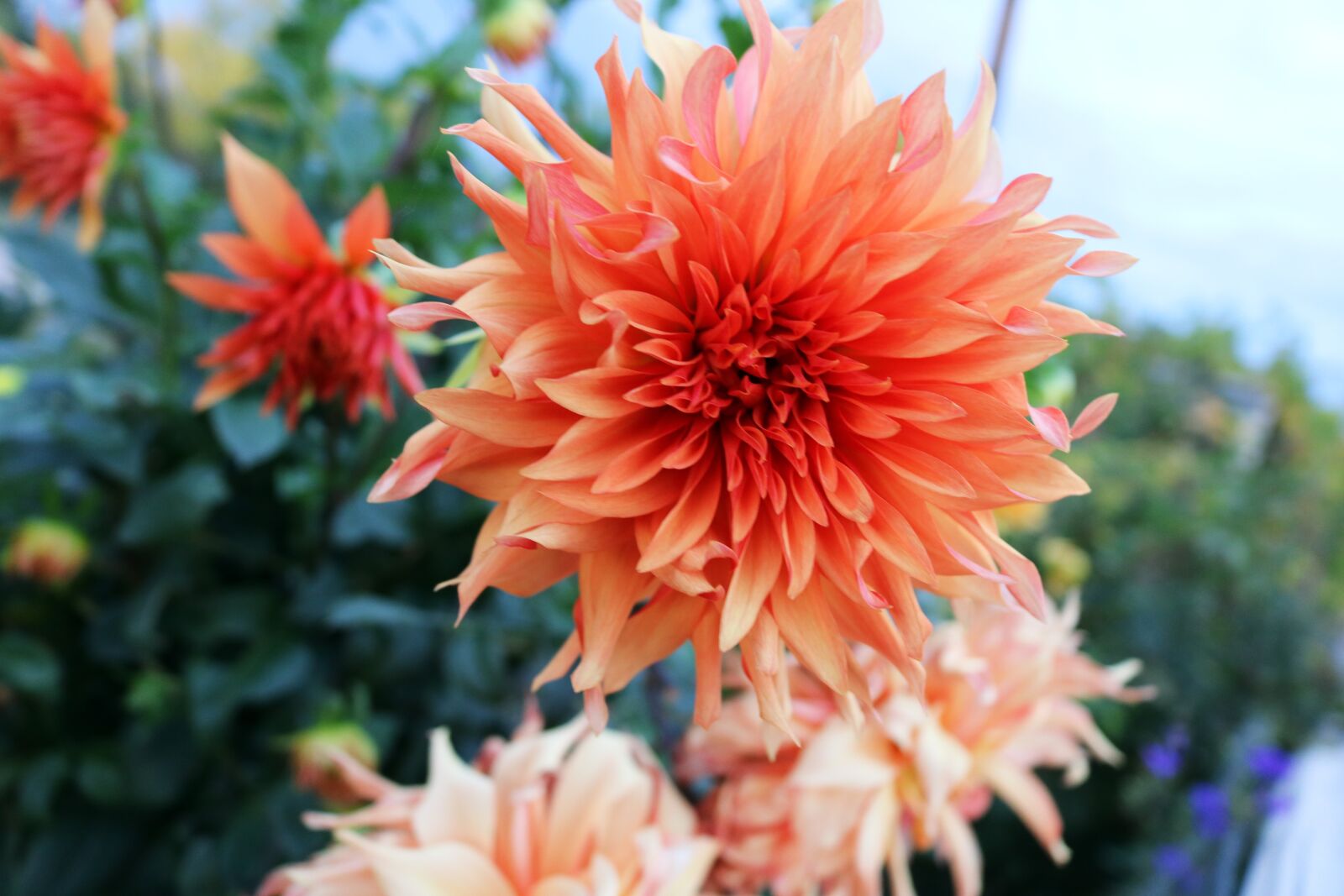 Canon EOS 750D (EOS Rebel T6i / EOS Kiss X8i) sample photo. Orange flower, flower, yellow photography