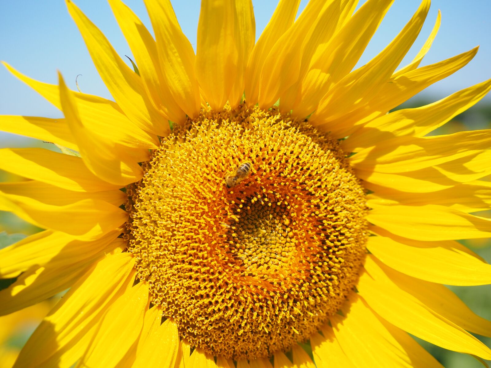 Olympus OM-D E-M1 + Olympus M.Zuiko Digital ED 12-40mm F2.8 Pro sample photo. Bee, pollen, collect photography