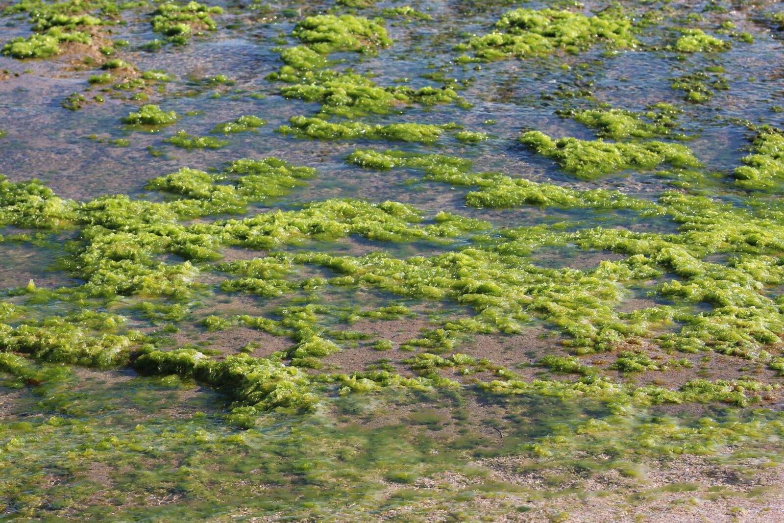 Canon EOS 650D (EOS Rebel T4i / EOS Kiss X6i) sample photo. Seaweed, coast, beach photography