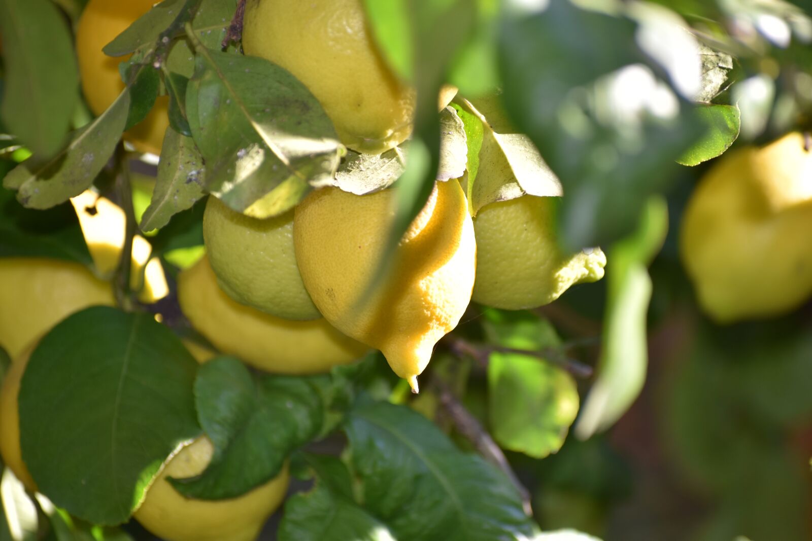 Nikon D5600 sample photo. Lemons, fruit, lemon photography