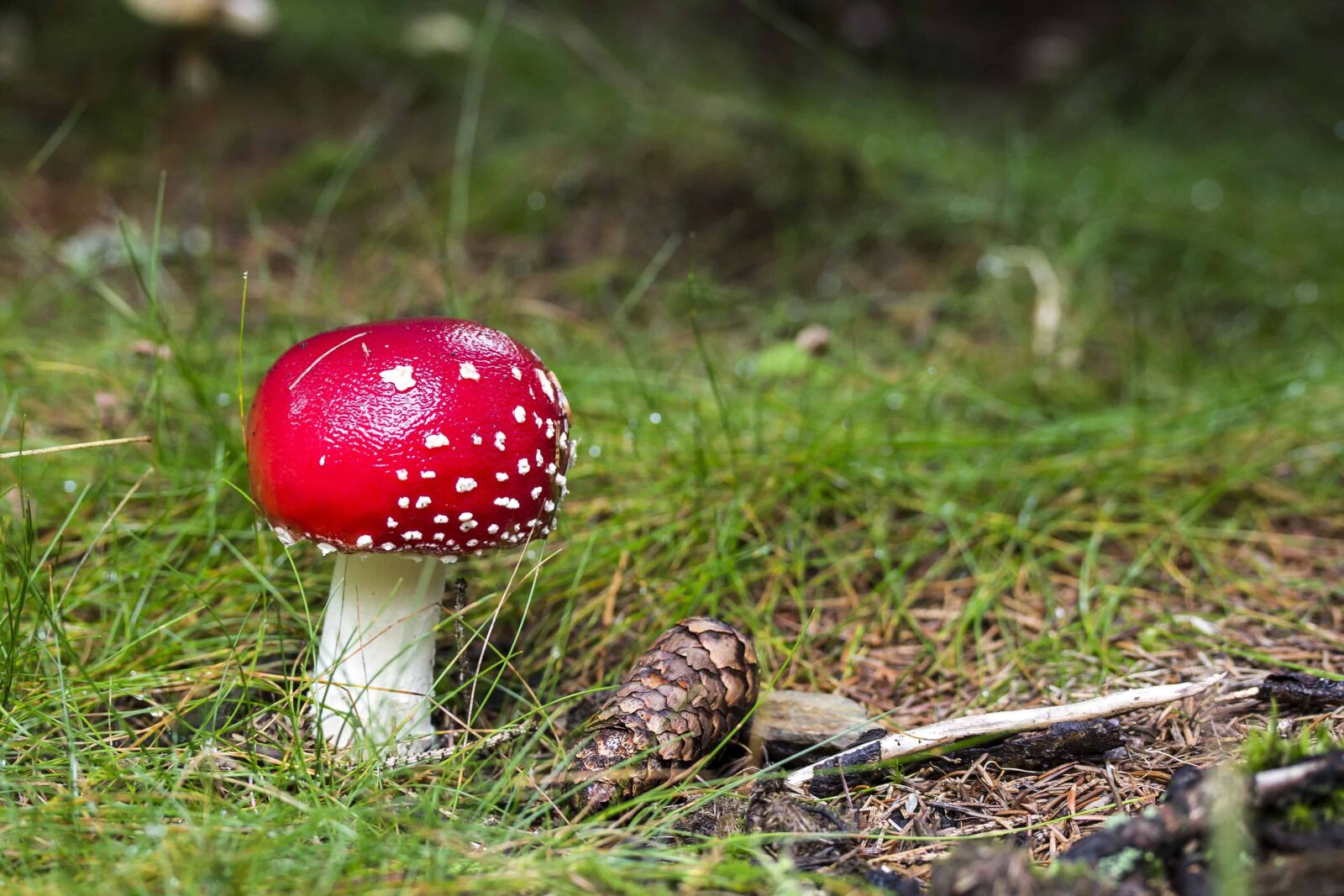 Canon EOS 1100D (EOS Rebel T3 / EOS Kiss X50) sample photo. Nature, mushroom, fungus, organism photography