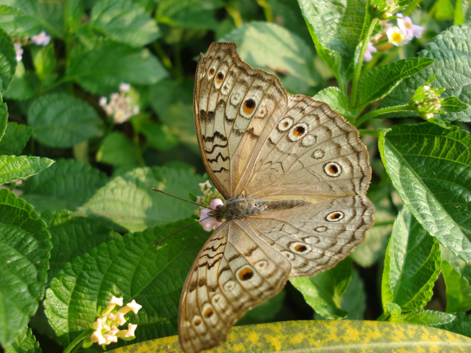Sony DSC-W55 sample photo. Butterfly, nature, color photography