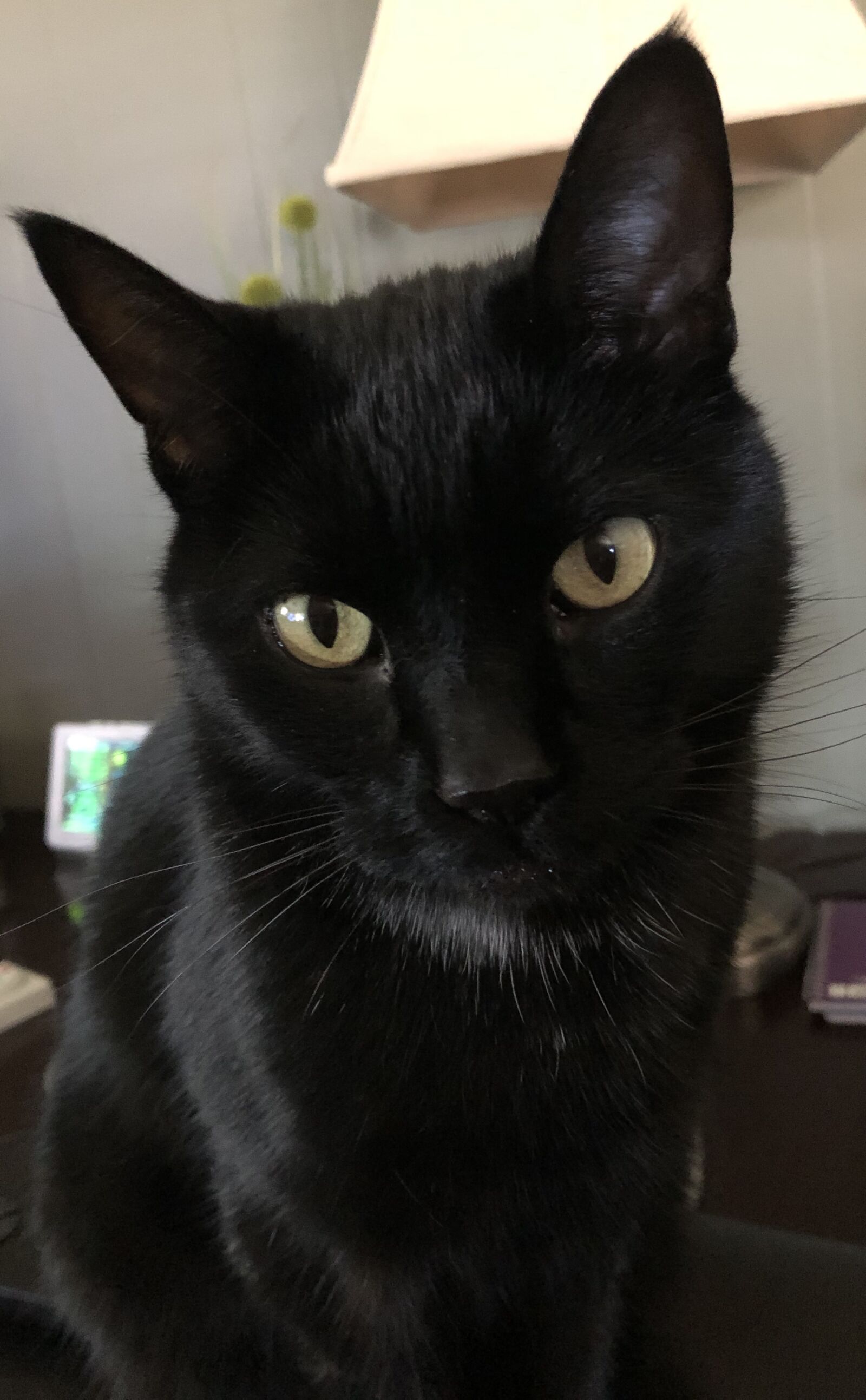 Apple iPhone 8 sample photo. Cat, black cat, animal photography
