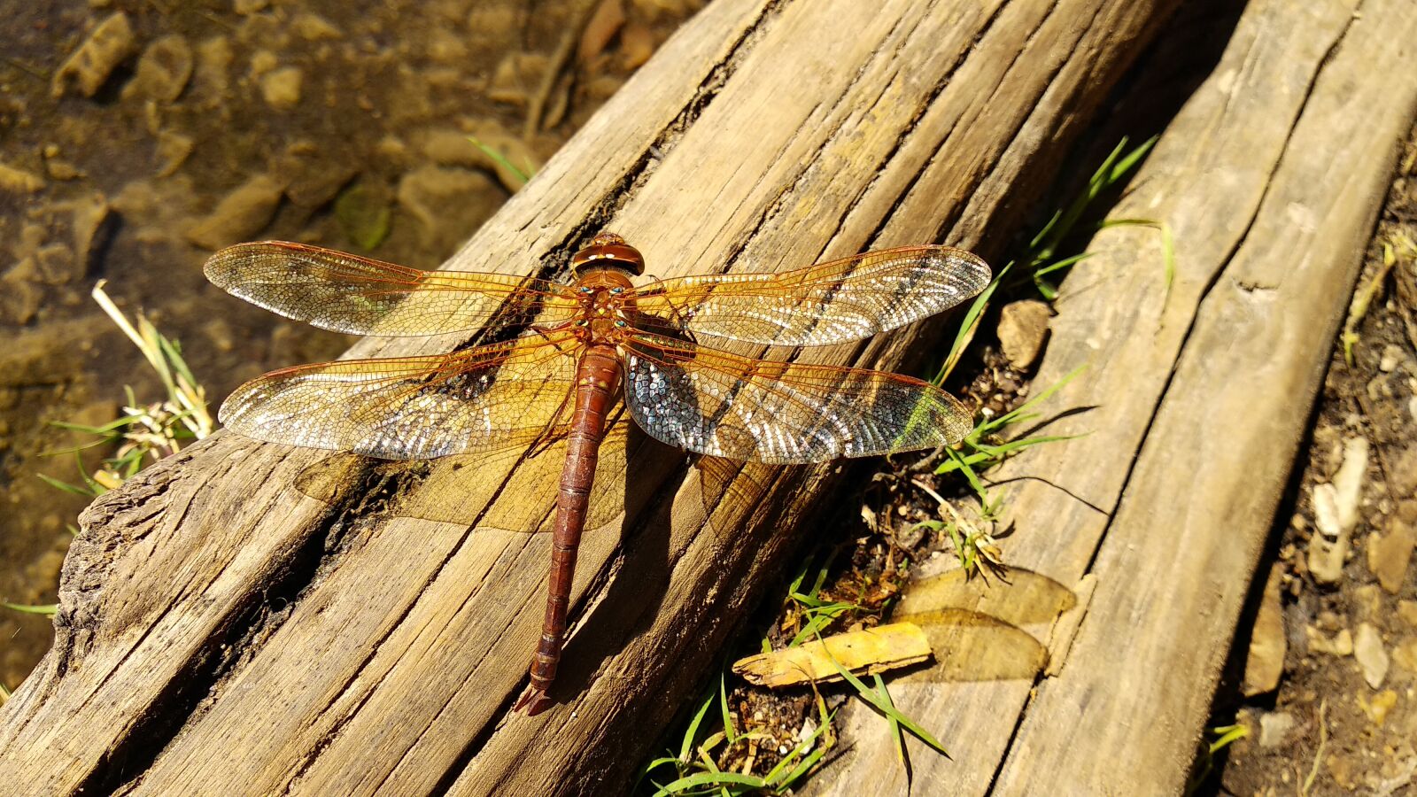 Xiaomi Mi A1 sample photo. Dragonfly, nature, mountain photography